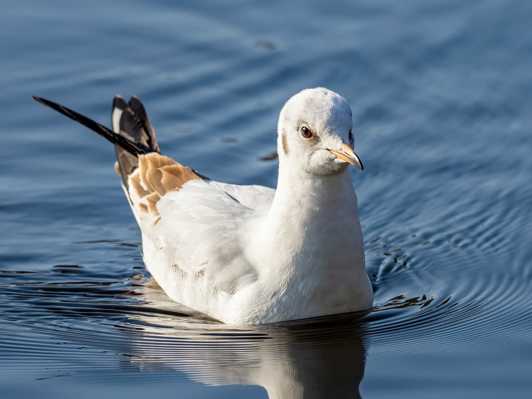 Juvenile Black-headed Gull