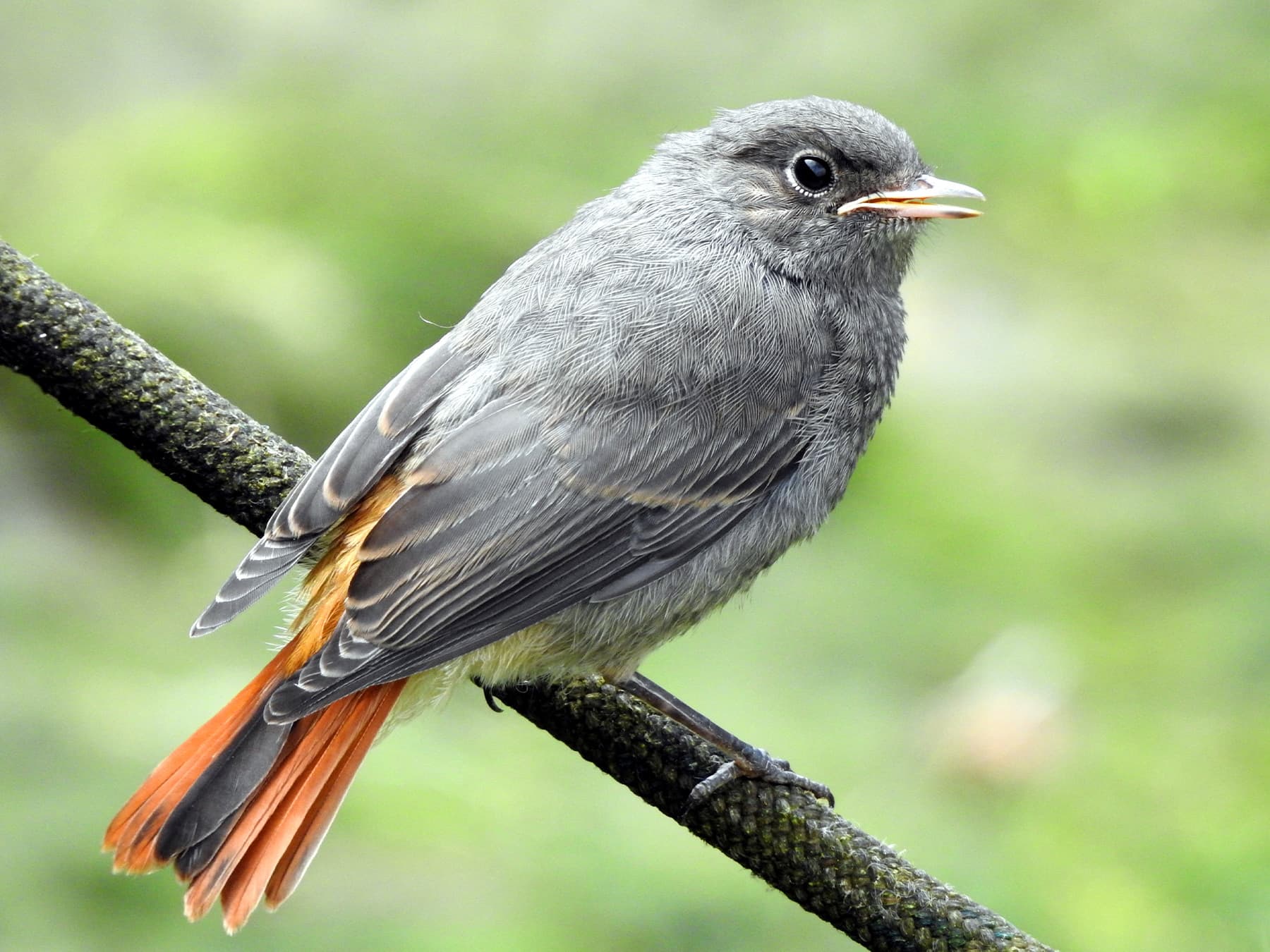 Juvenile Black Redstart