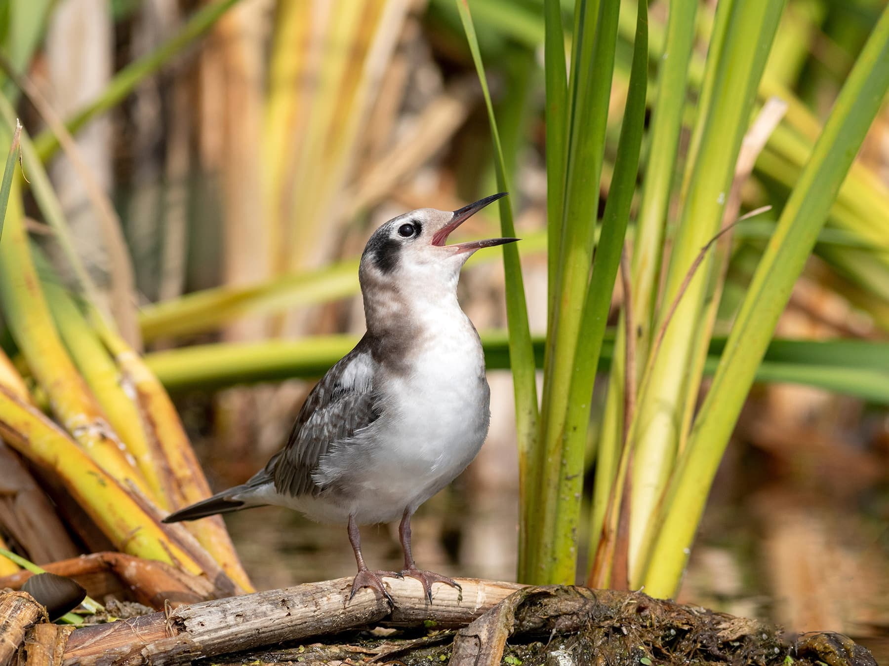 Juvenile Black Tern