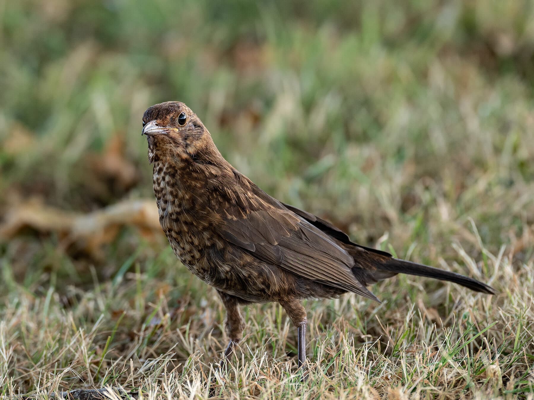 Juvenile blackbird