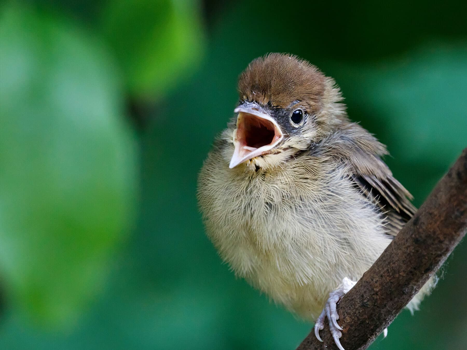 Juvenile Blackcap