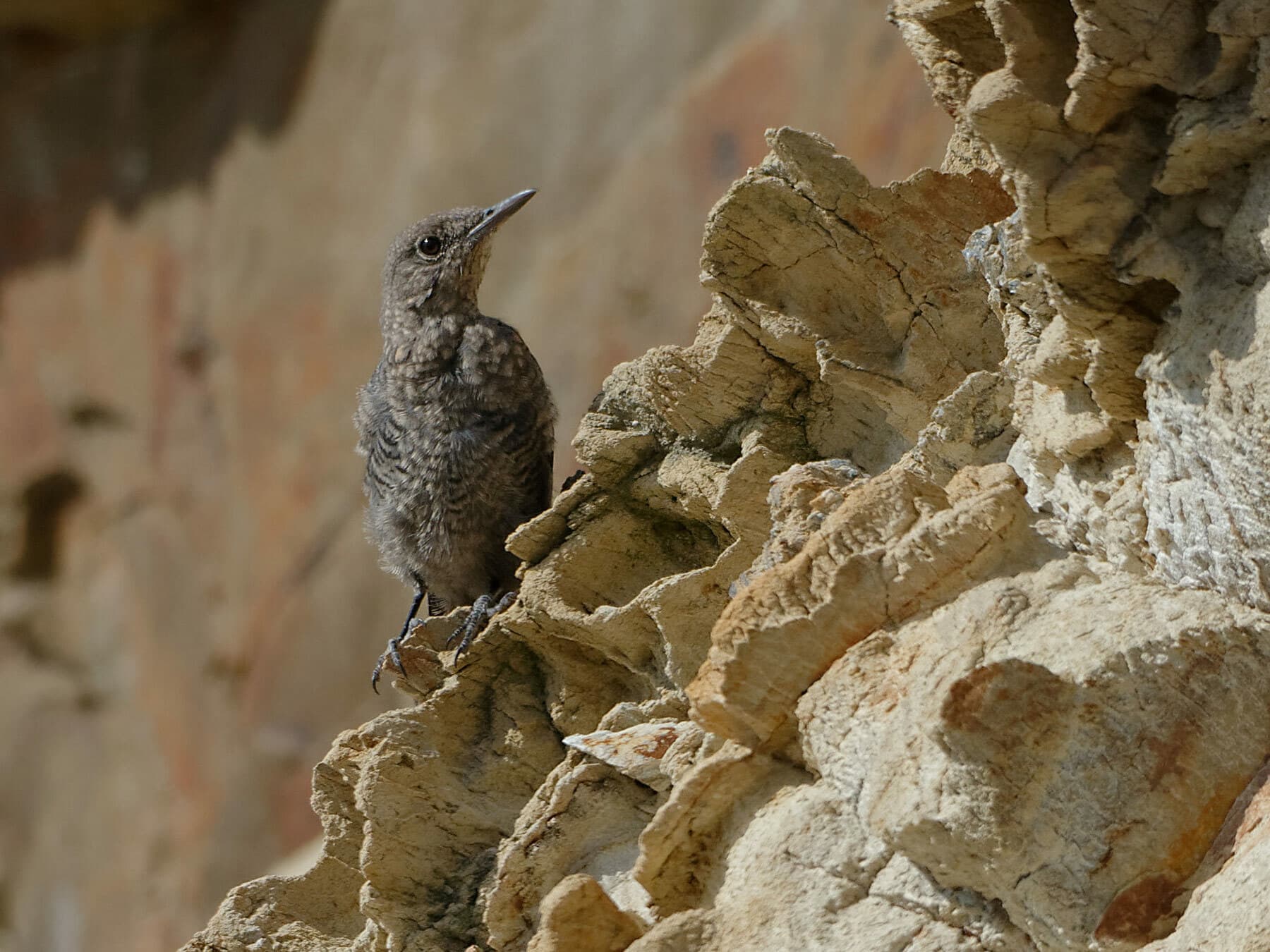 Juvenile Blue Rock Thrush