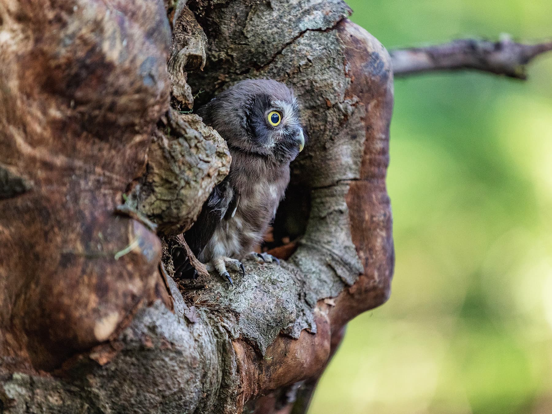 Boreal Owlet perching in nest cavity