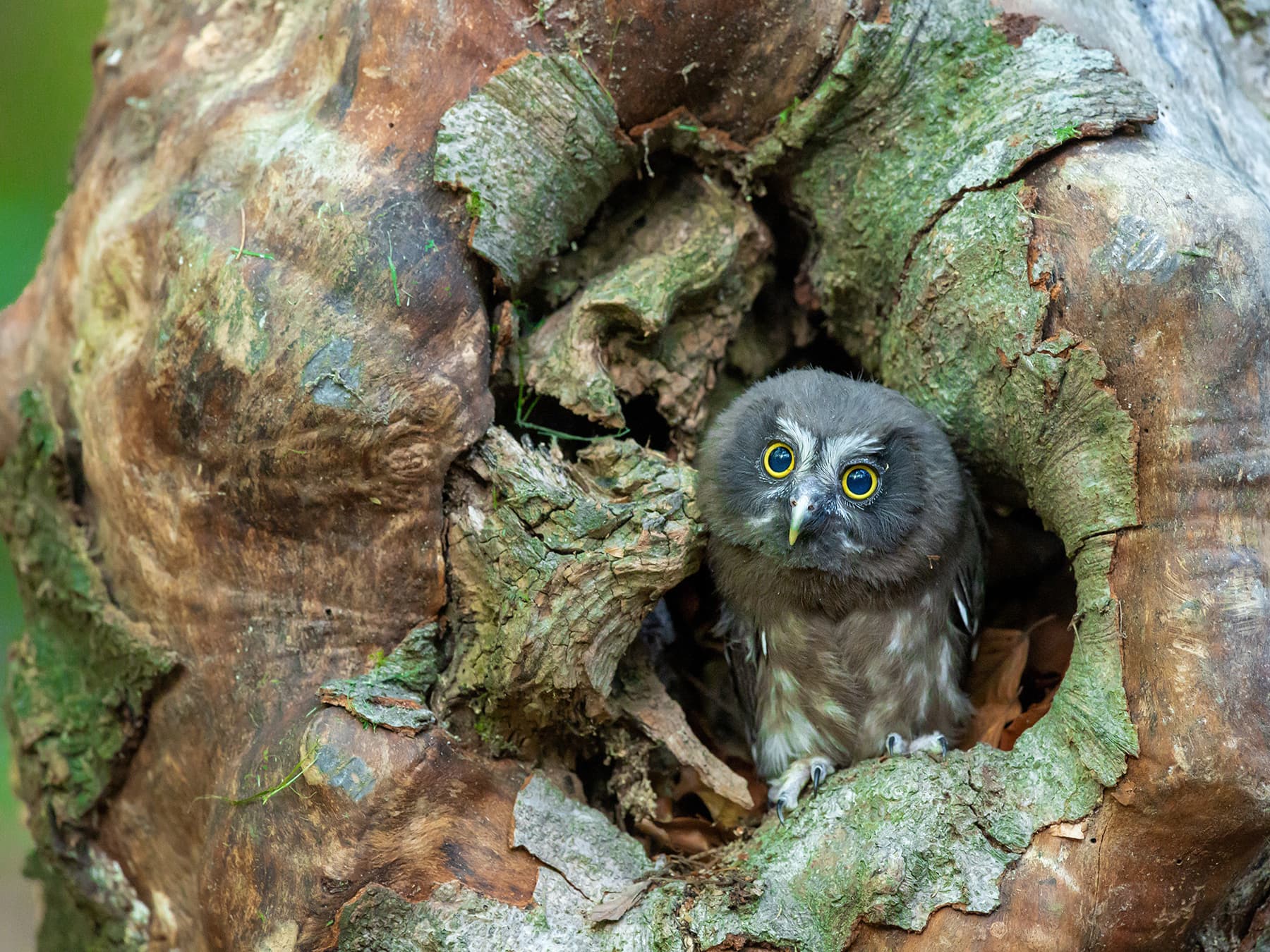 Juvenile Boreal Owl in nest cavity