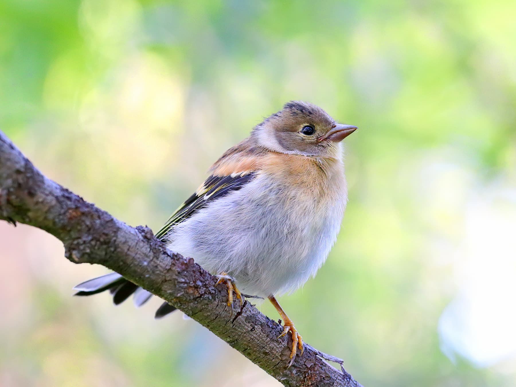 Juvenile Brambling