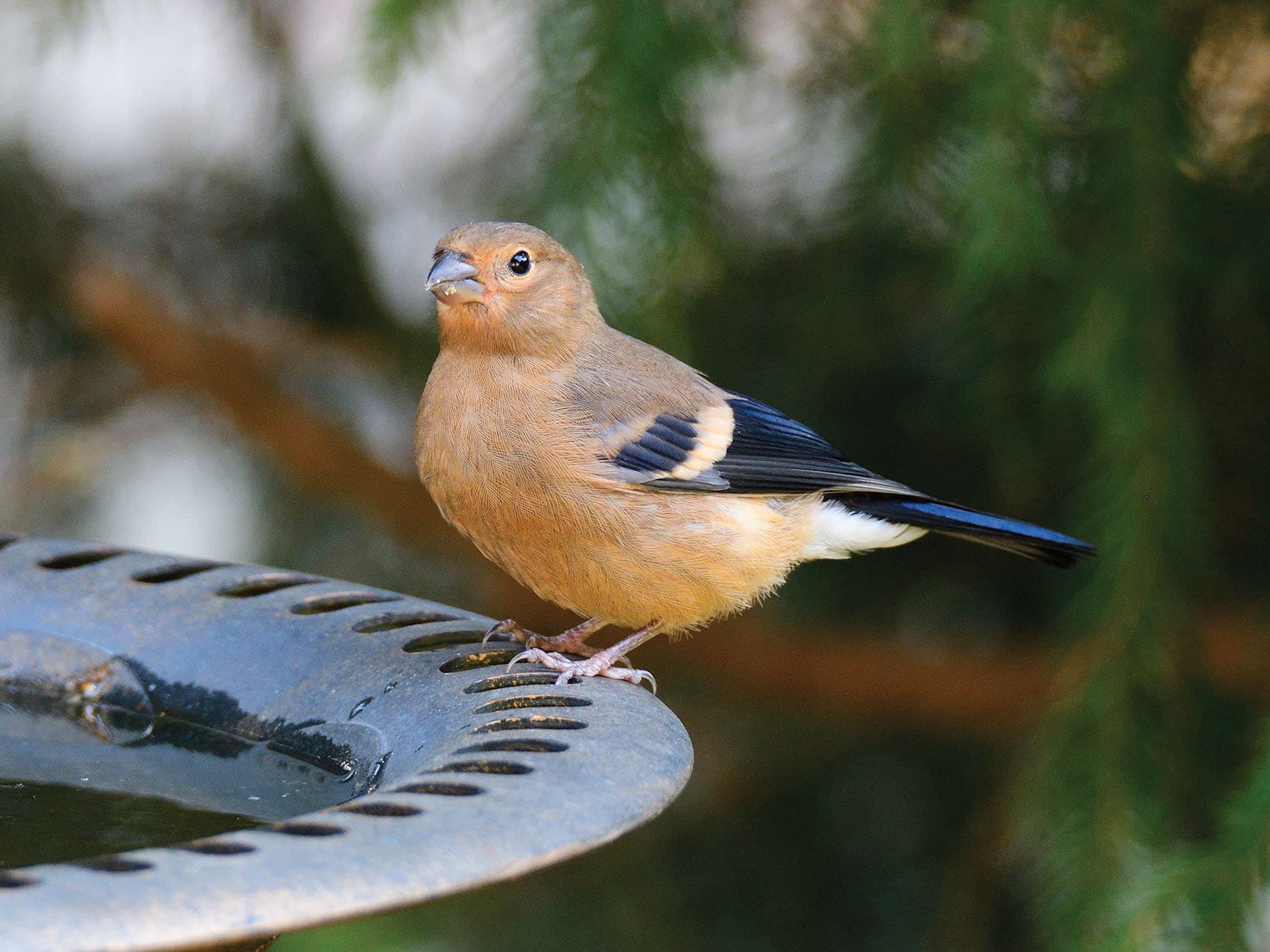 Juvenile Bullfinch