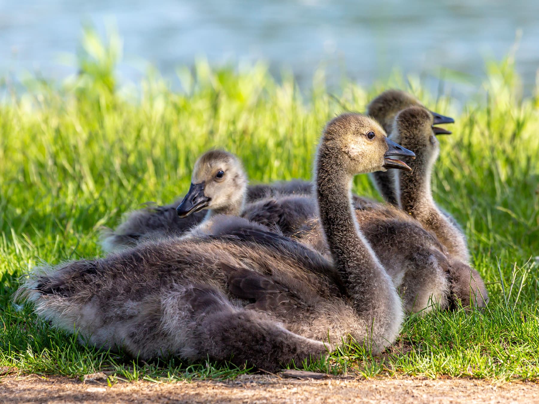 Juvenile Canada Geese