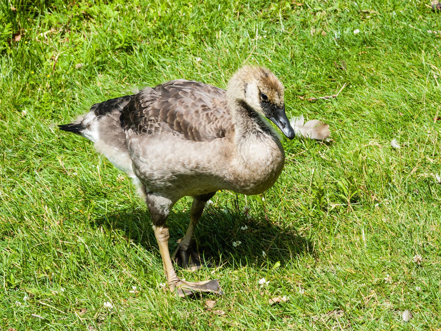 Juvenile canada goose