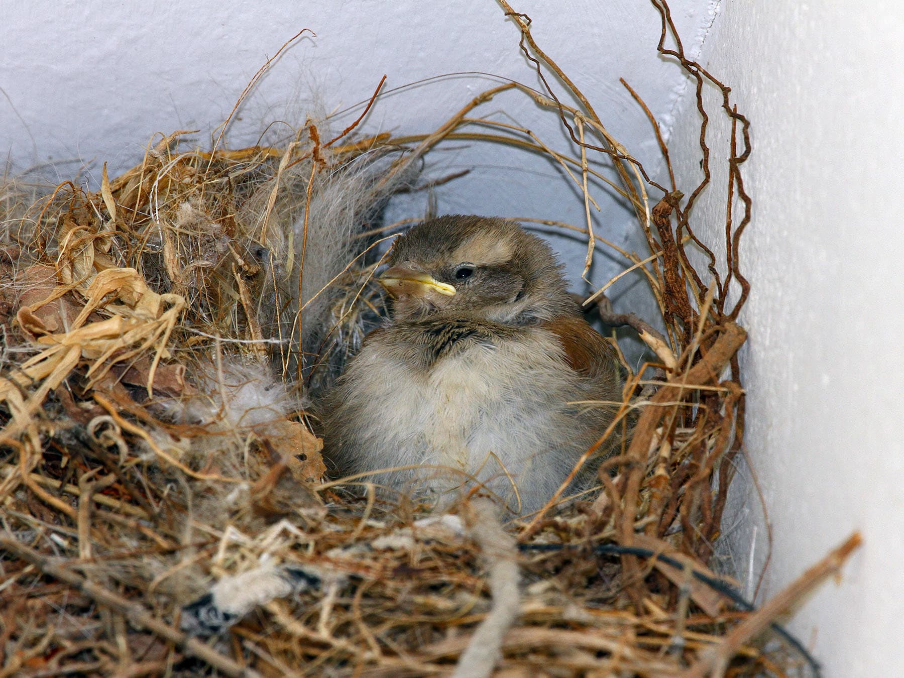 Juvenile Cape Sparrow in nest