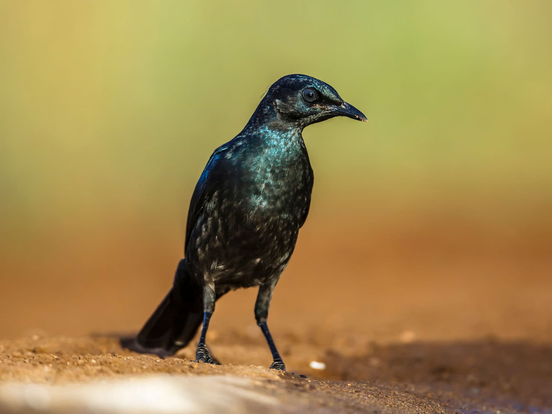 Juvenile Cape Starling