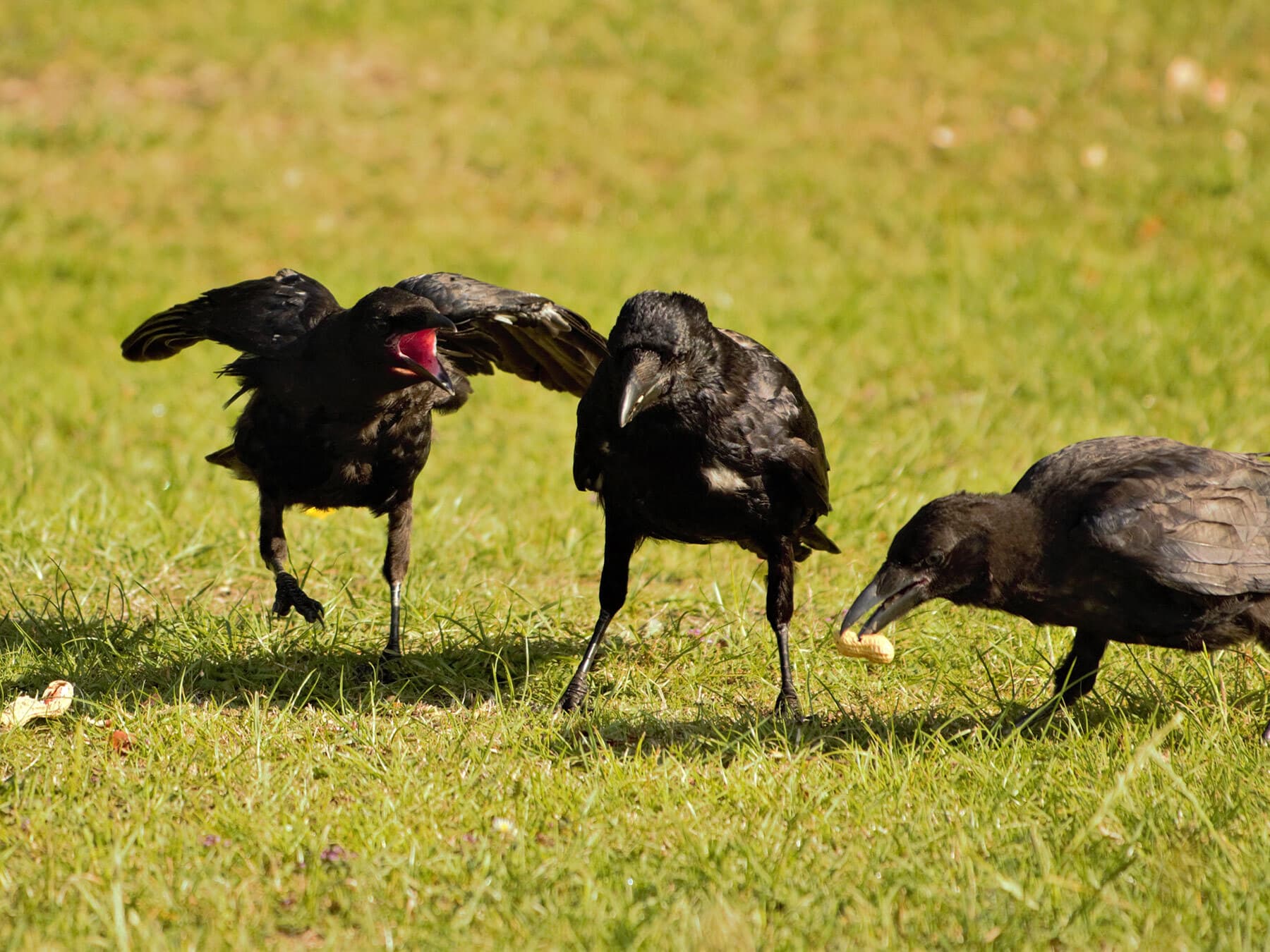 Juvenile carrion crow