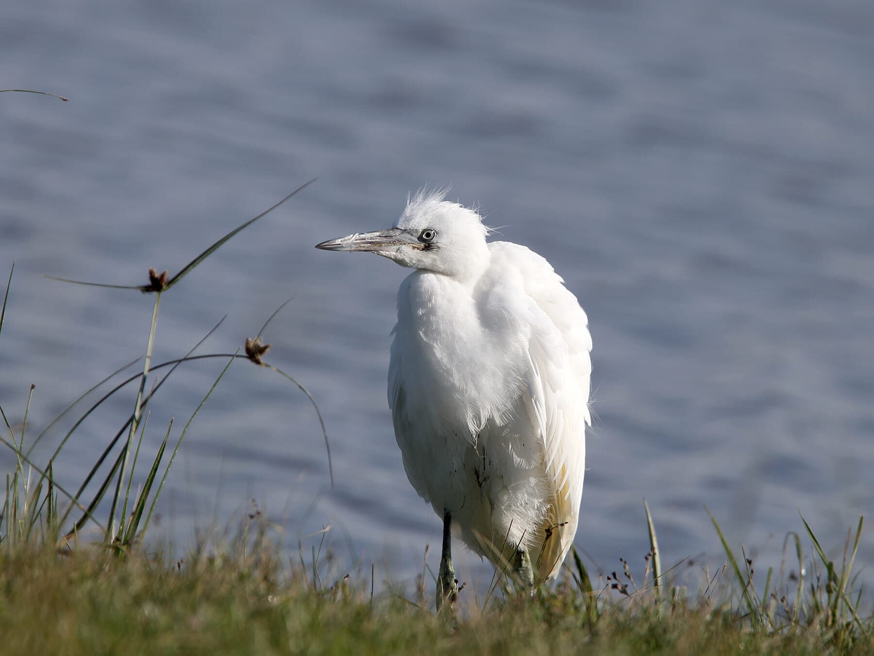 Juvenile Cattle Egret