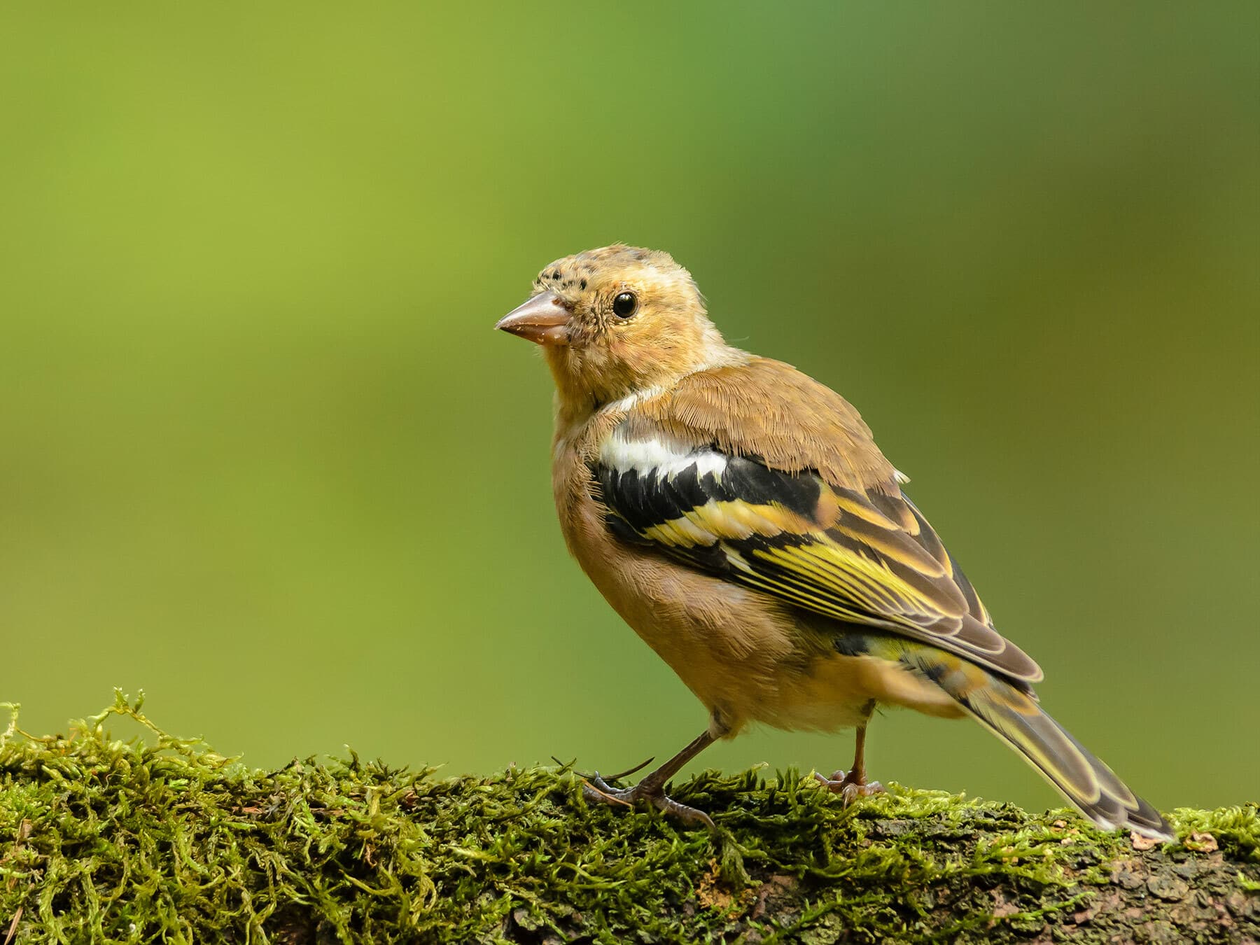 Juvenile Chaffinch