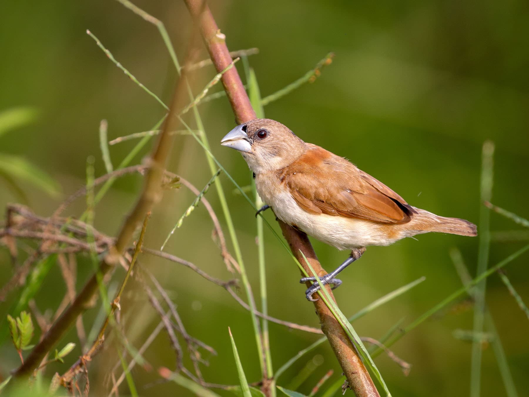 Juvenile Chestnut Munia perching on a branch