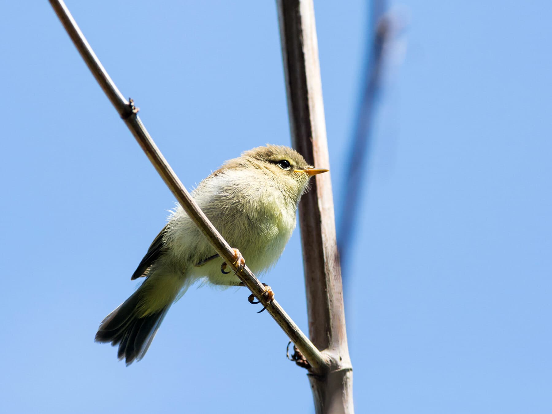 Juvenile Chiffchaff