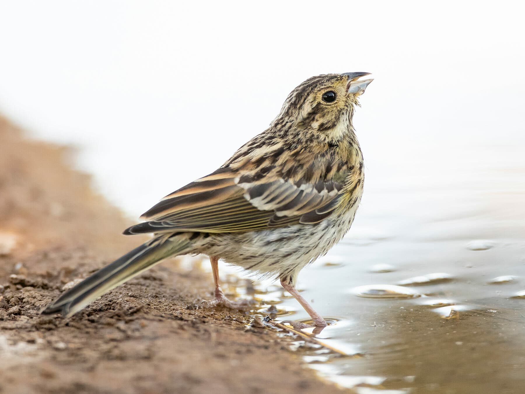 Juvenile Cirl Bunting