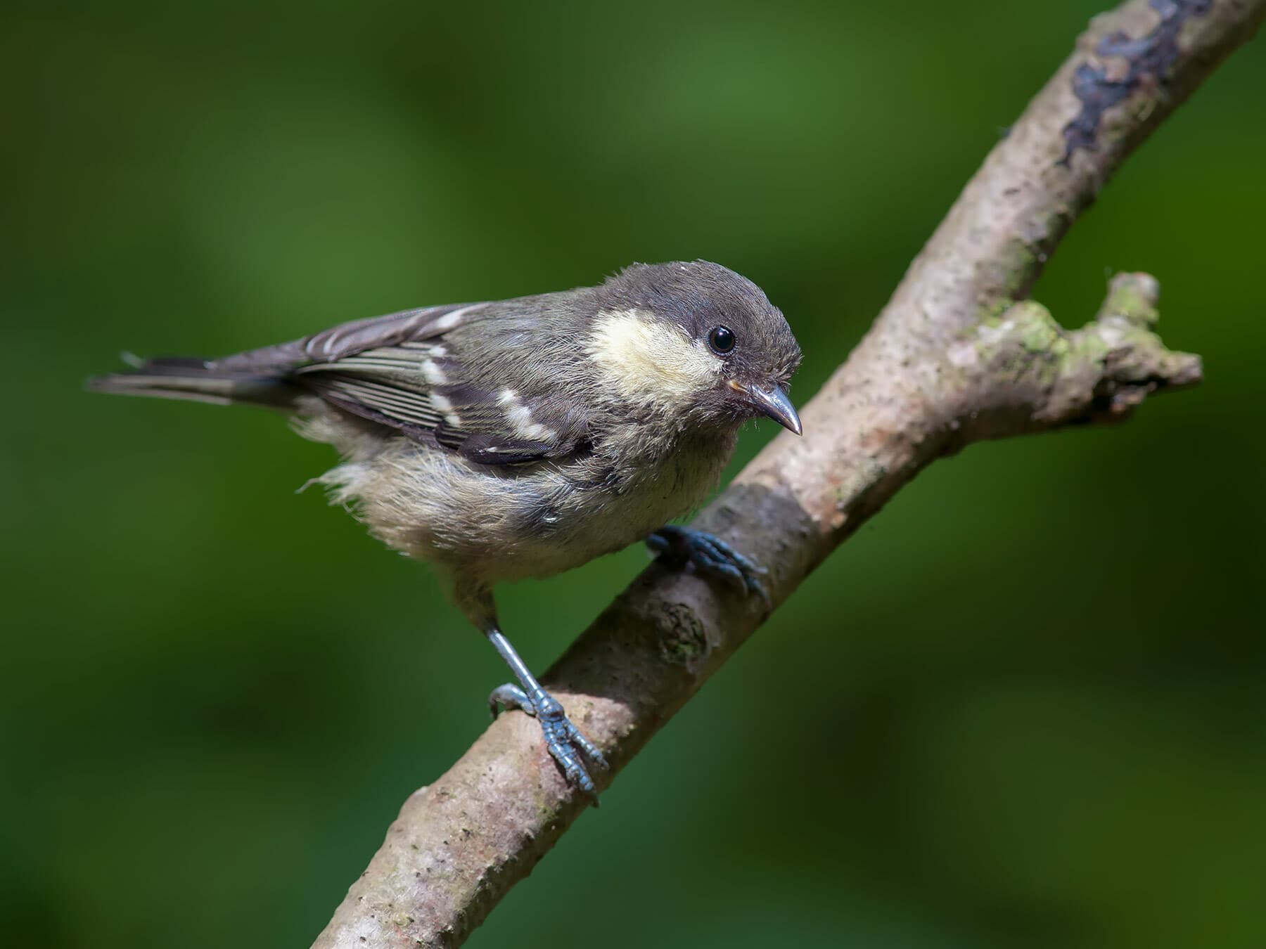 A Juvenile Coal Tit