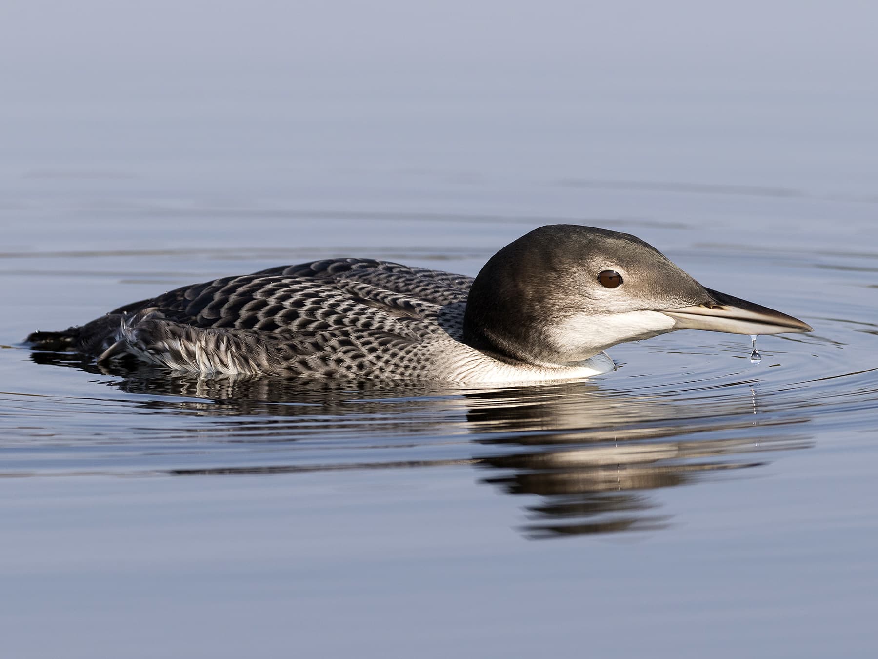Juvenile Common Loon
