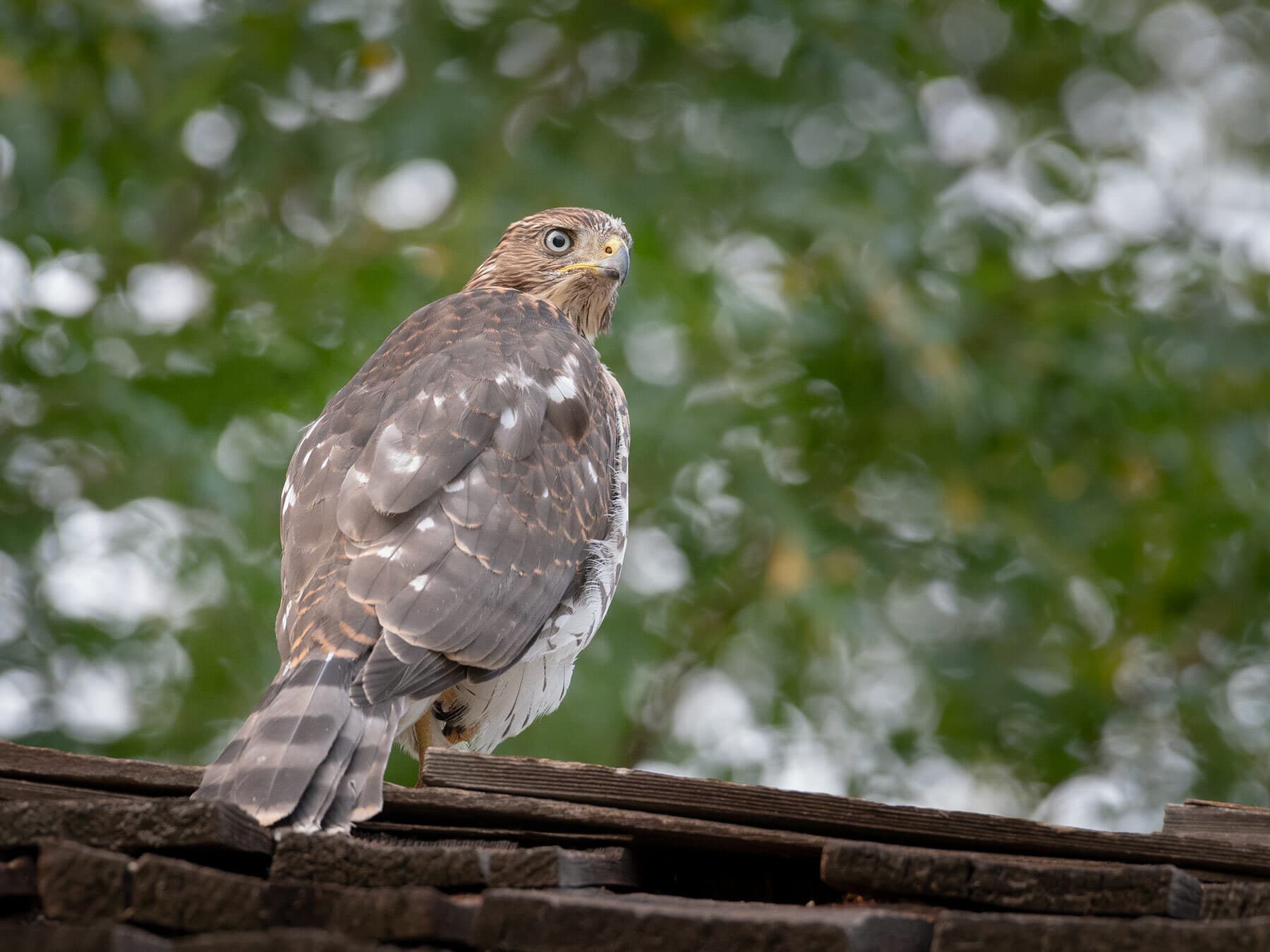 Juvenile coopers hawk chick