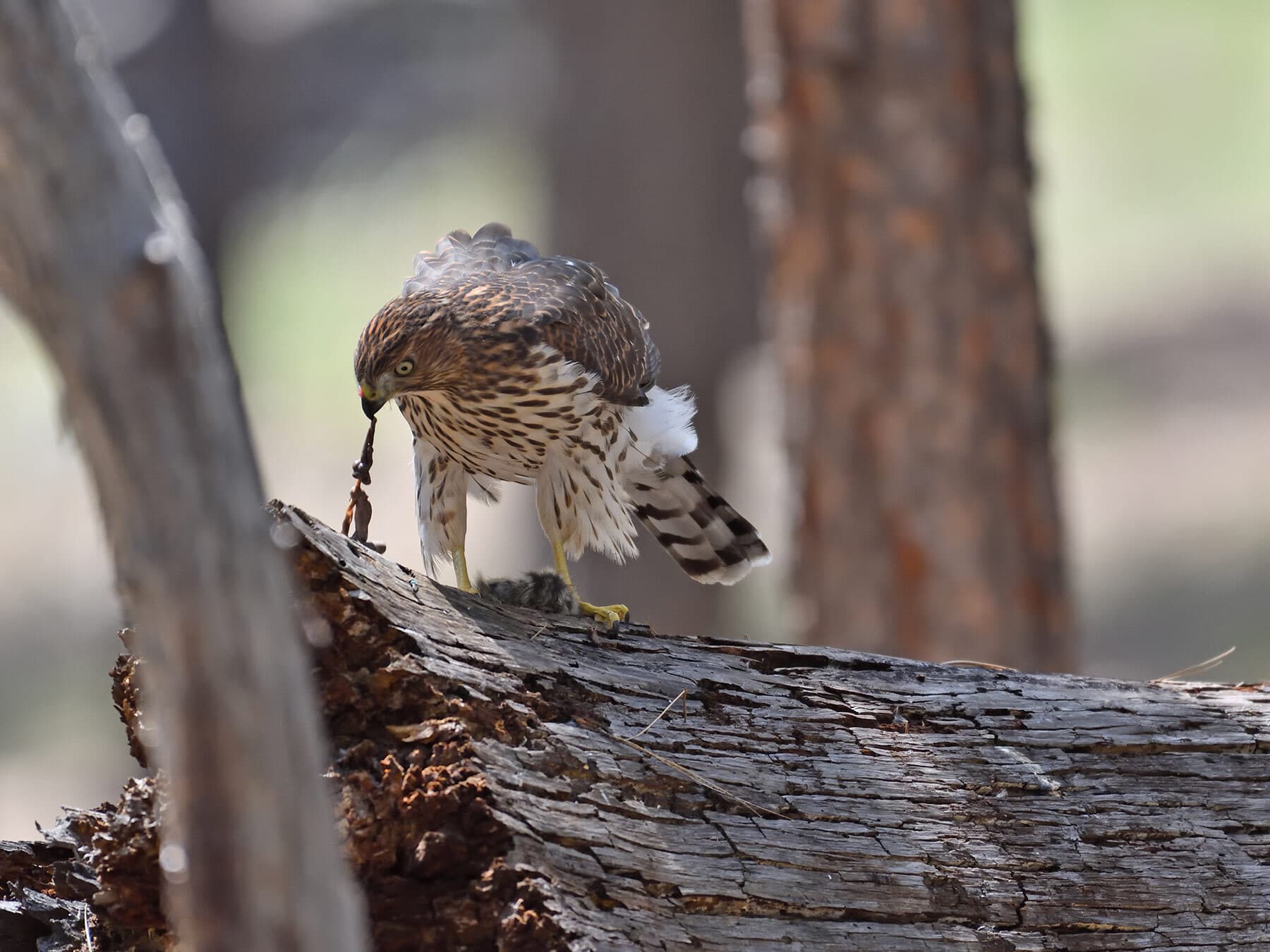 Juvenile coopers hawk chipmunk