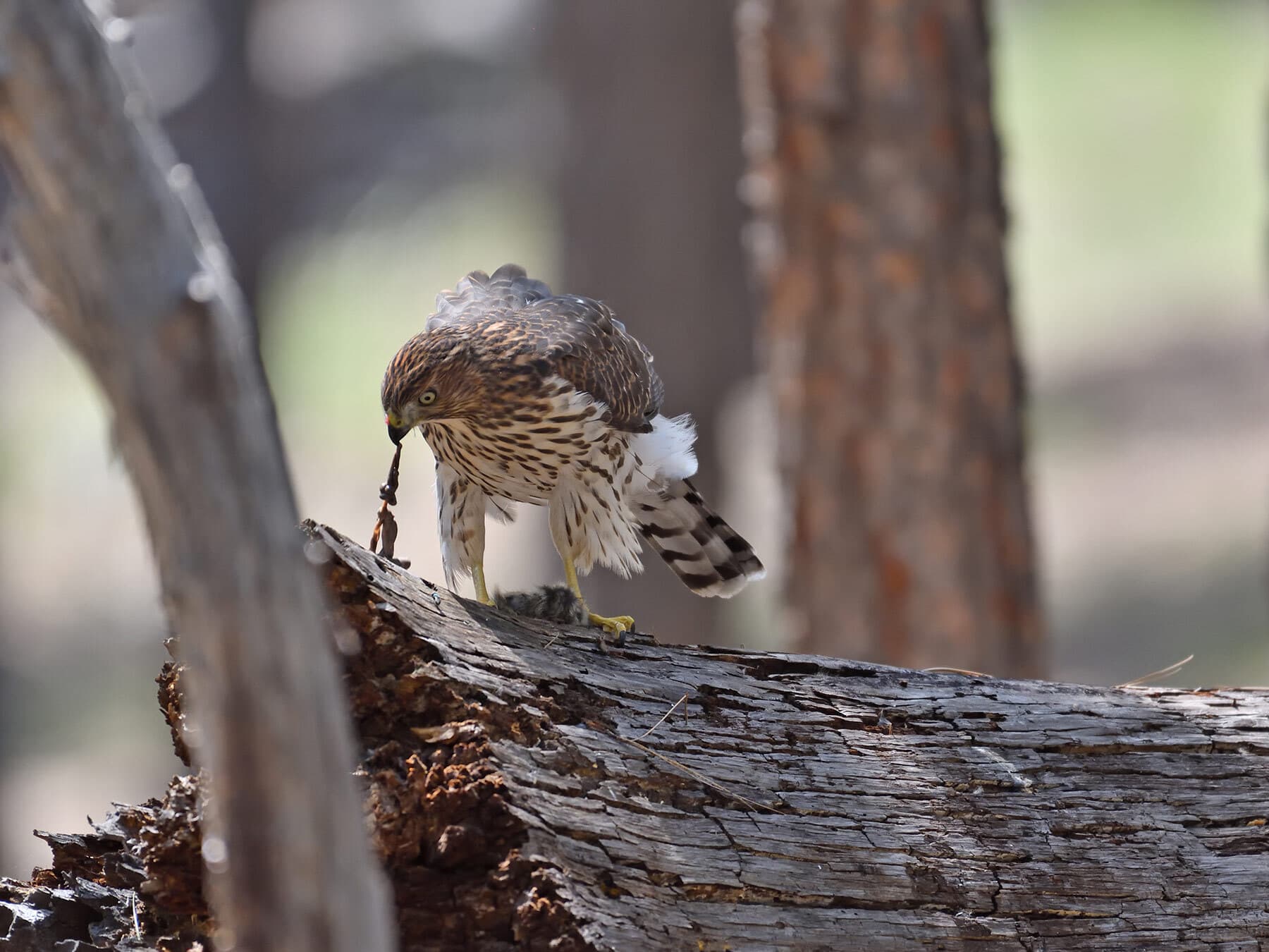 Juvenile coopers hawk eating