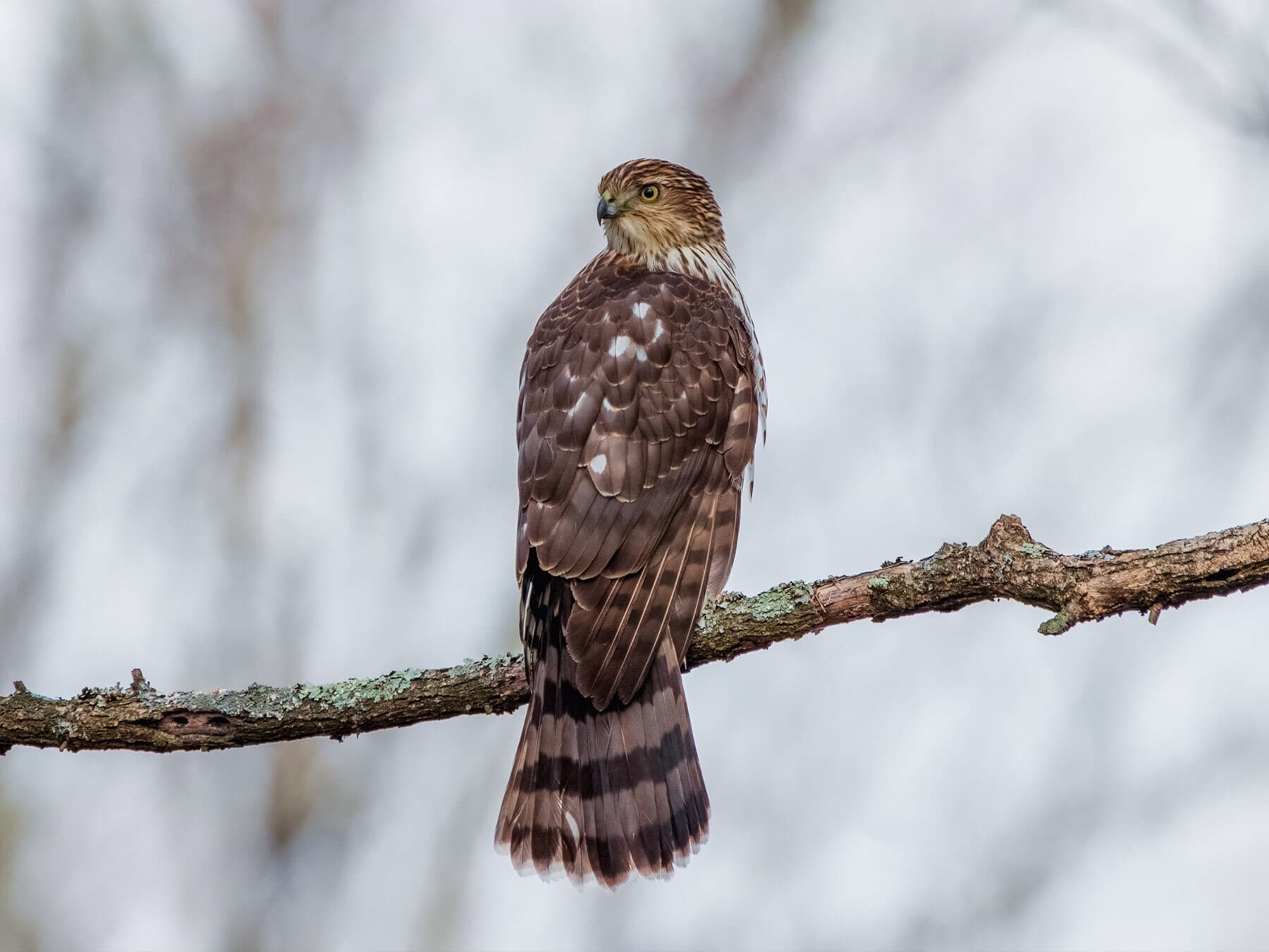 Juvenile coopers hawk