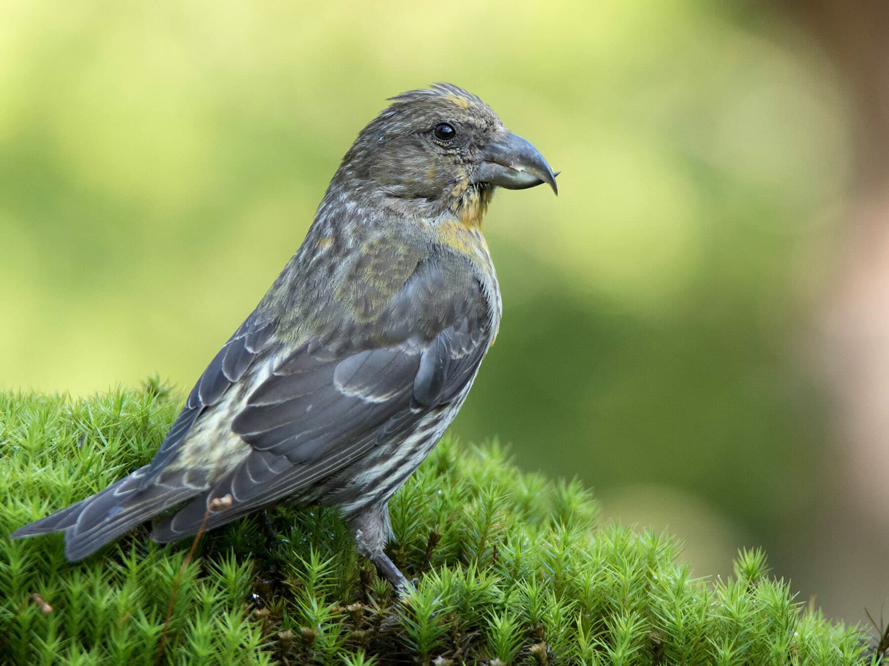 Juvenile Red Crossbill