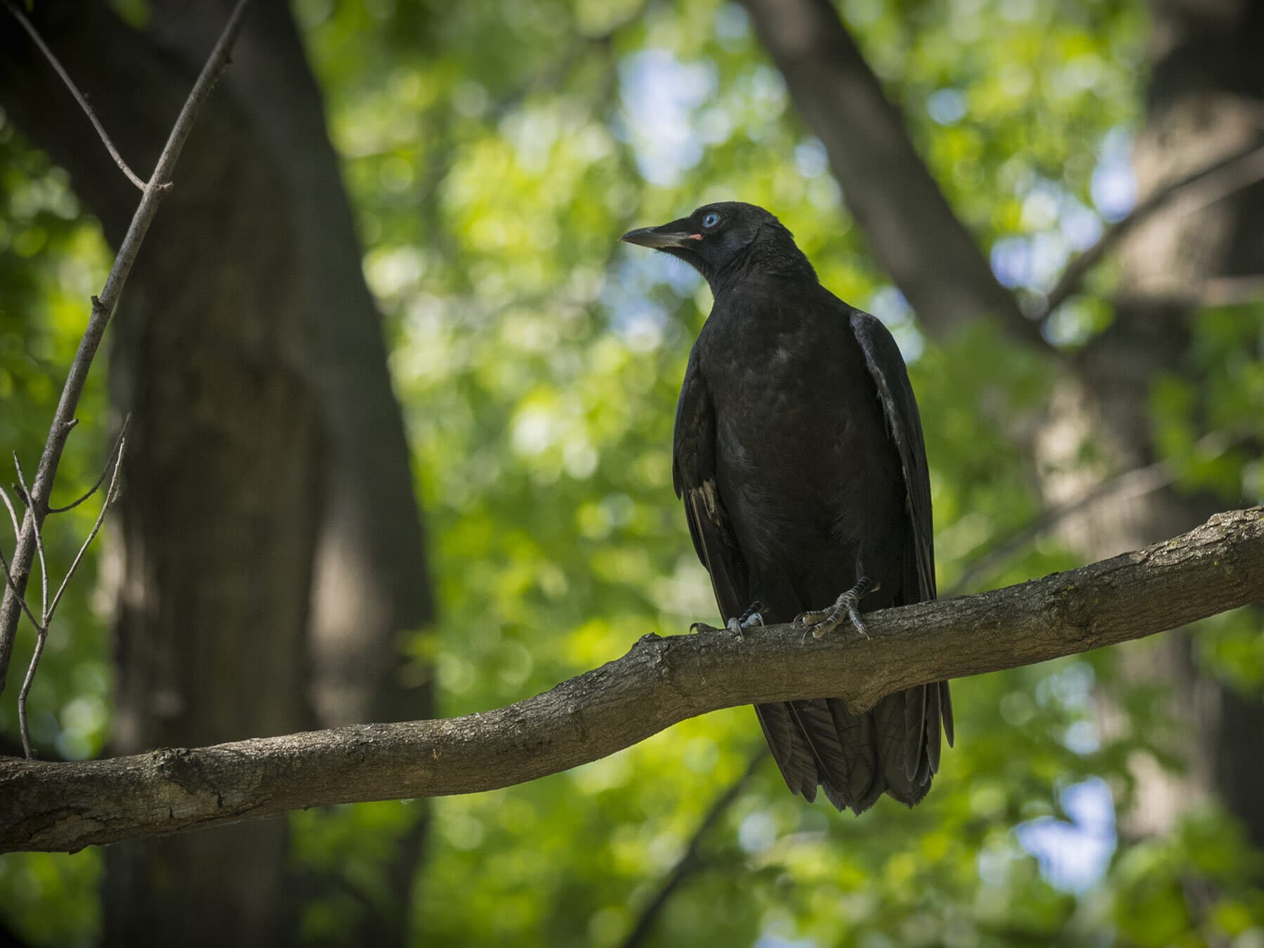 Juvenile crow