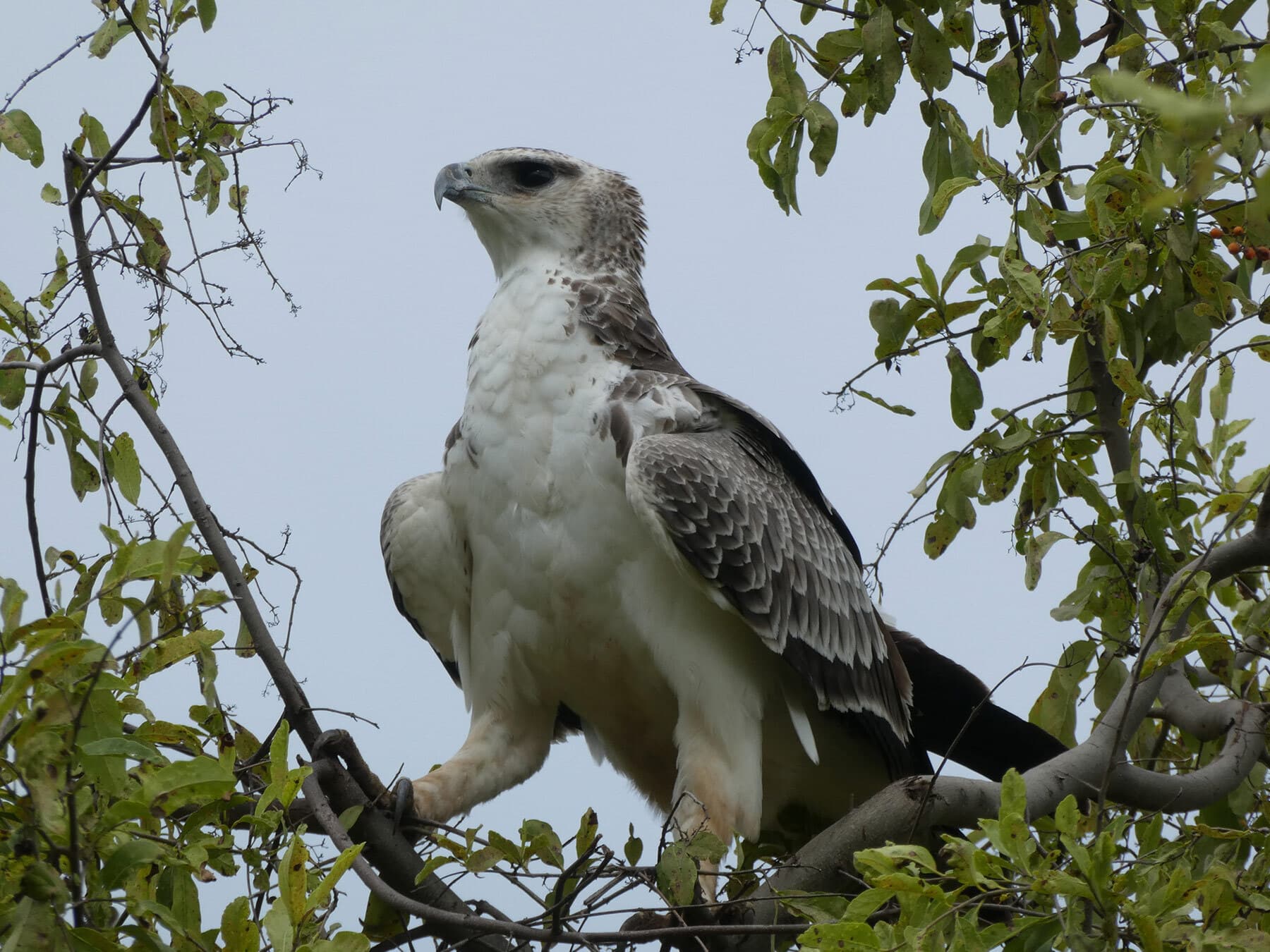 Juvenile Crowned Eagle perched high up in a tree