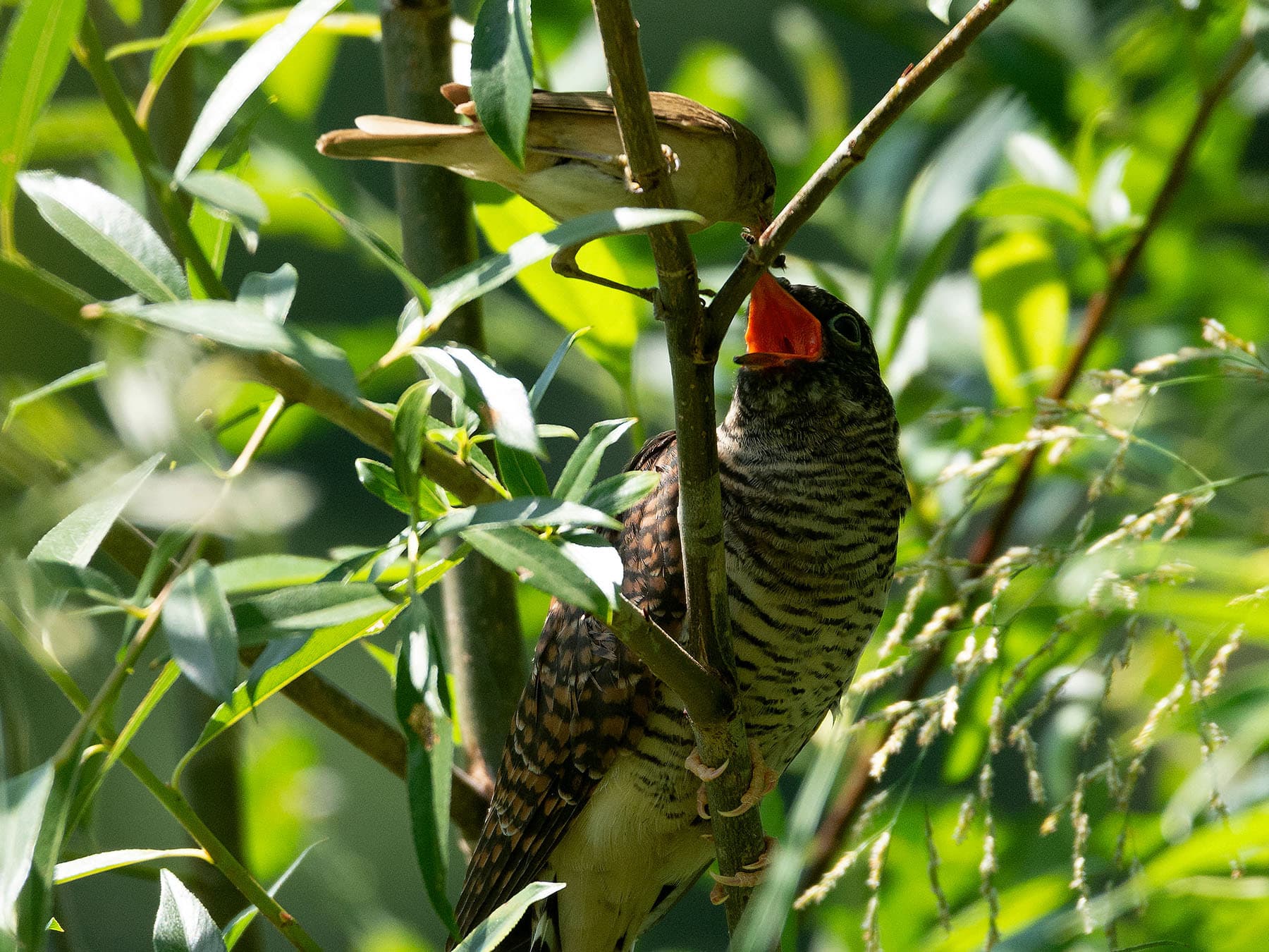 A juvenile Cuckoo being fed by a Reed Warbler