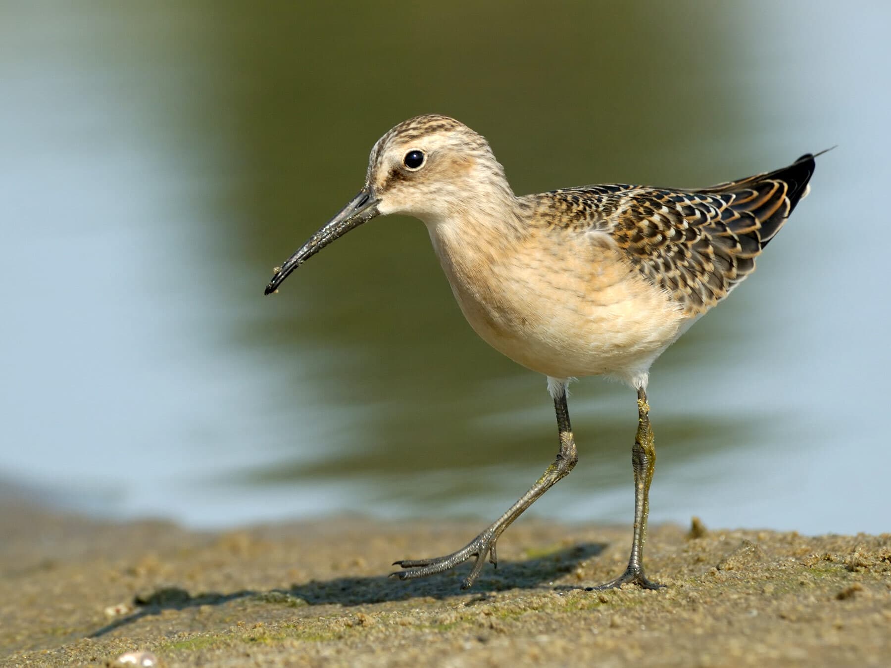 Juvenile Curlew Sandpiper