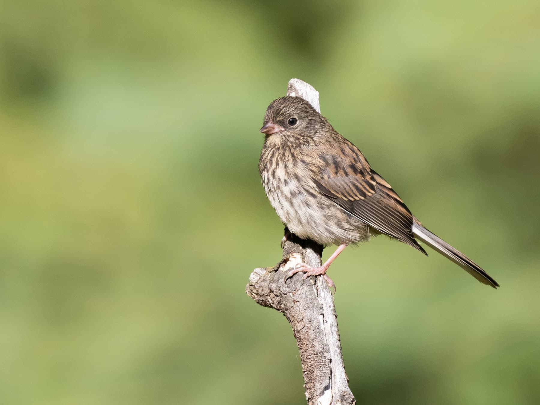 A juvenile Dark-eyed Junco: streaked brown, pale bill