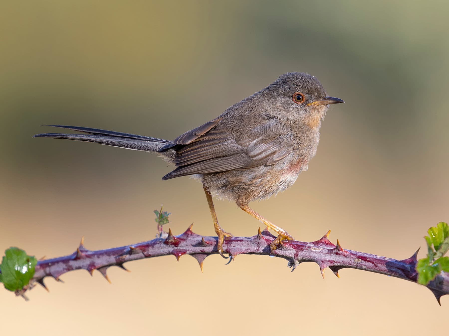 Juvenile Dartford Warbler