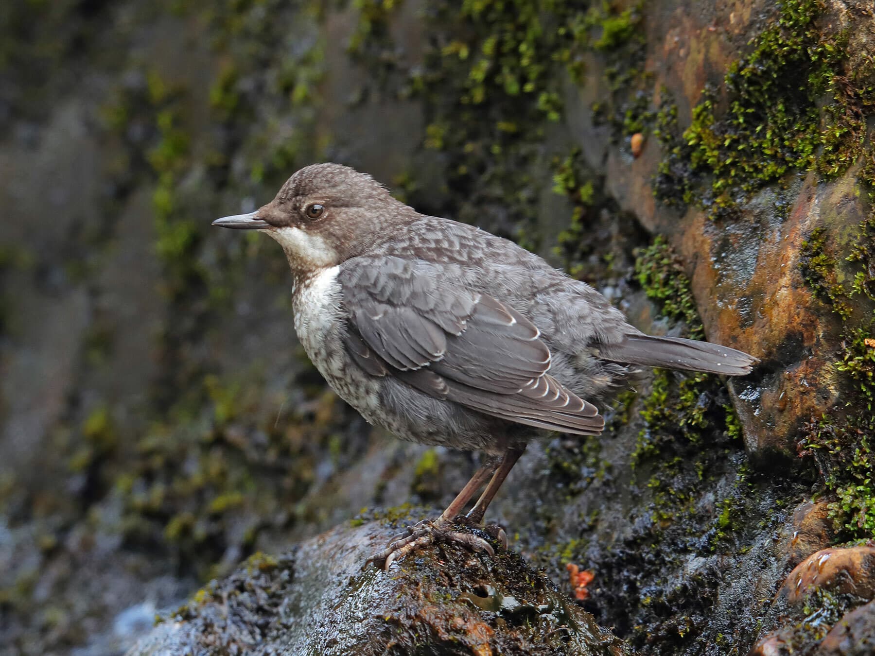 Juvenile Dipper