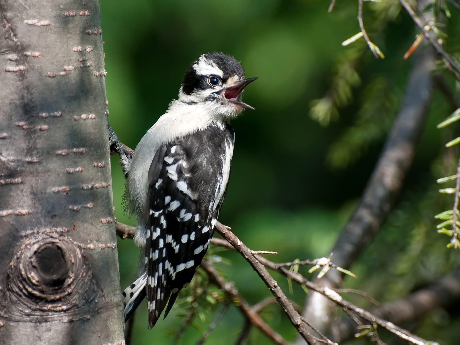 Downy Woodpecker fledgling