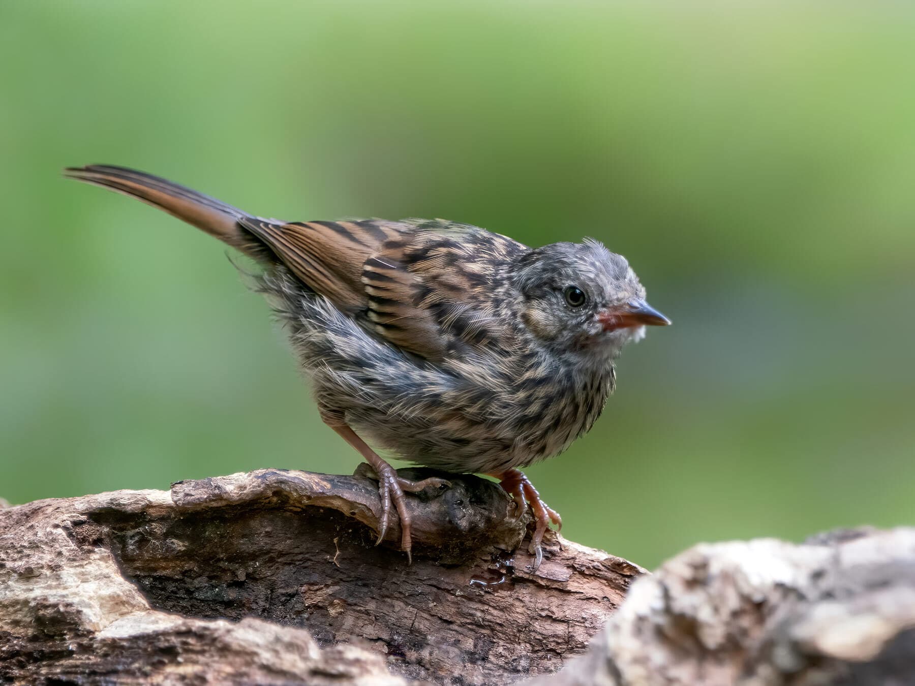 Juvenile dunnock