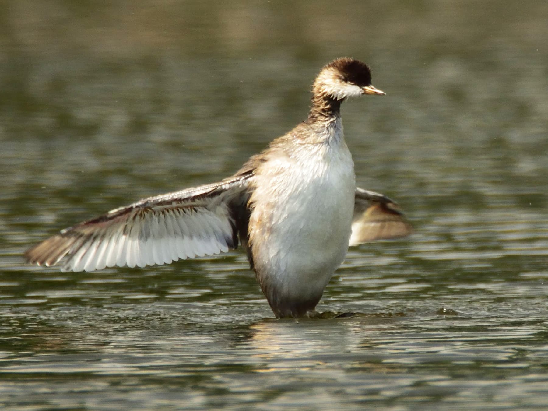 Juvenile Eared Grebe stretching its wings