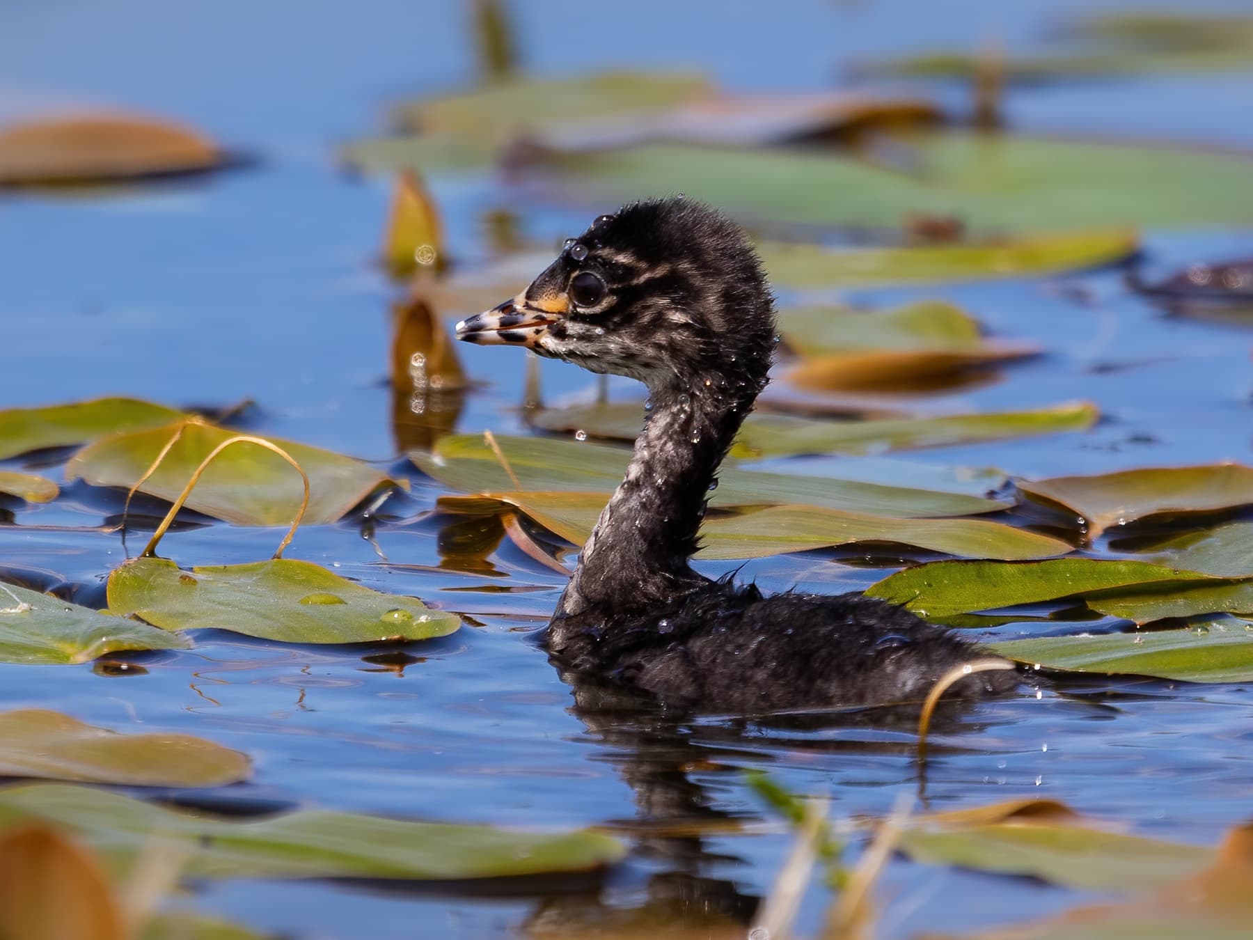 A young Eared Grebe