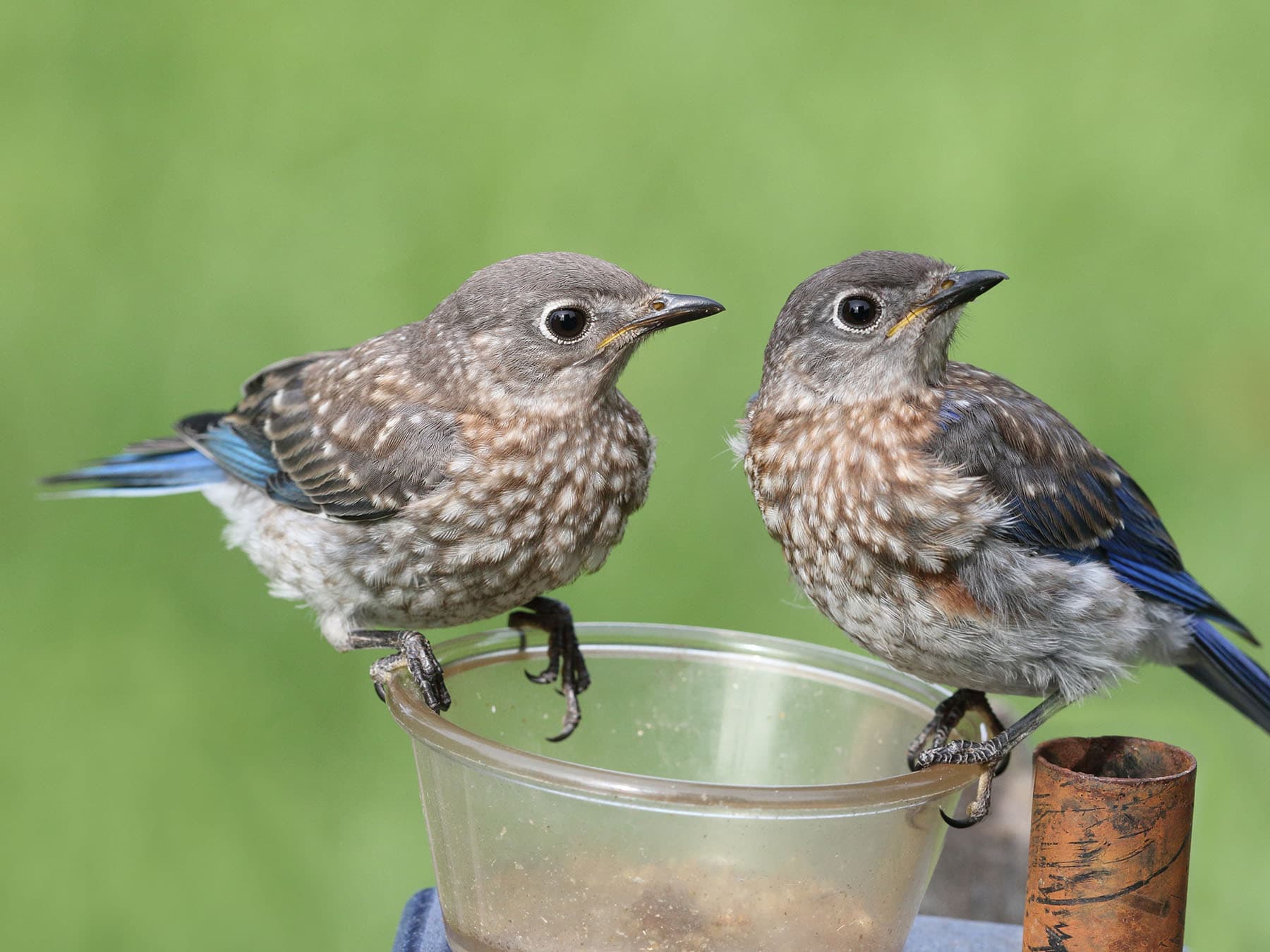 Juvenile Eastern Bluebirds
