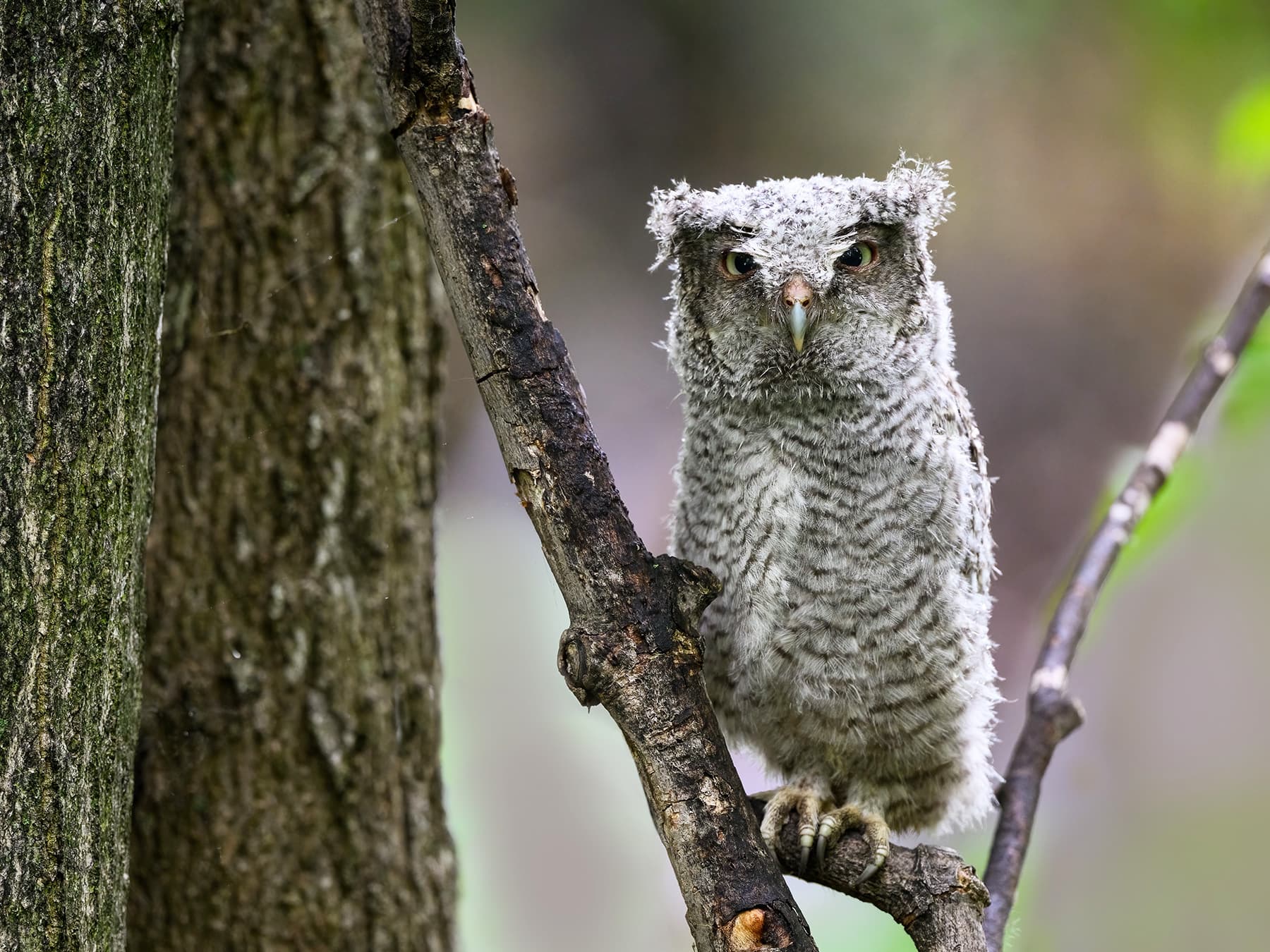 Juvenile Eastern Screech-Owl
