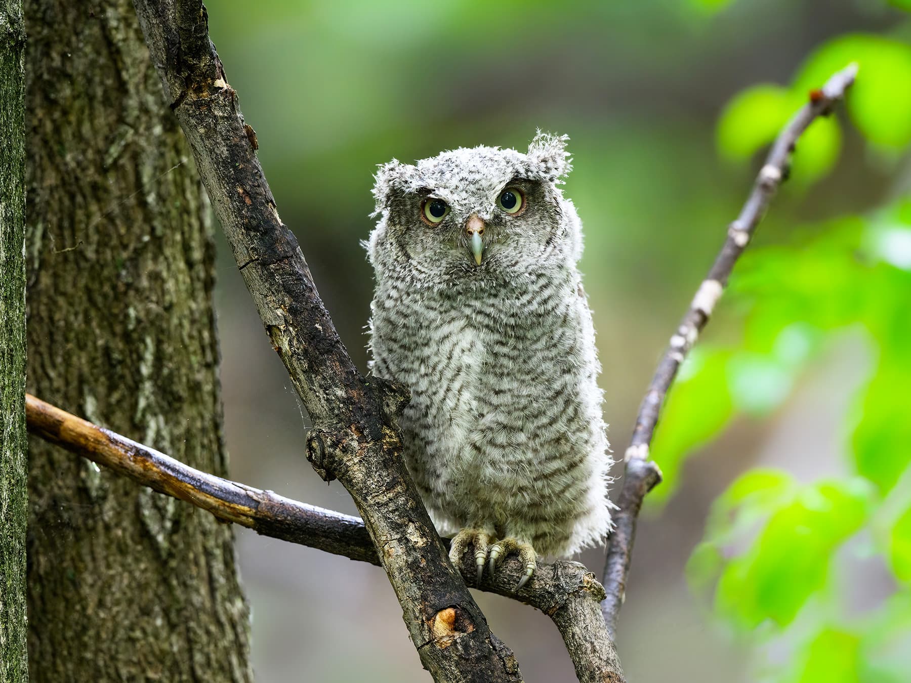 Juvenile Eastern Screech-Owl in natural habitat