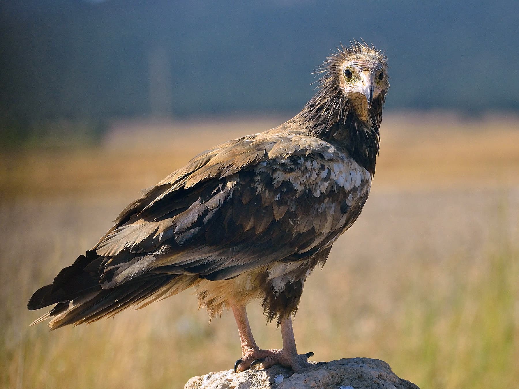 Juvenile Egyptian Vulture