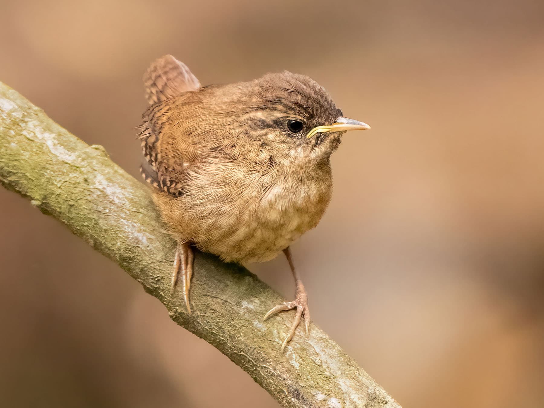 Juvenile Eurasian wren perched on a branch