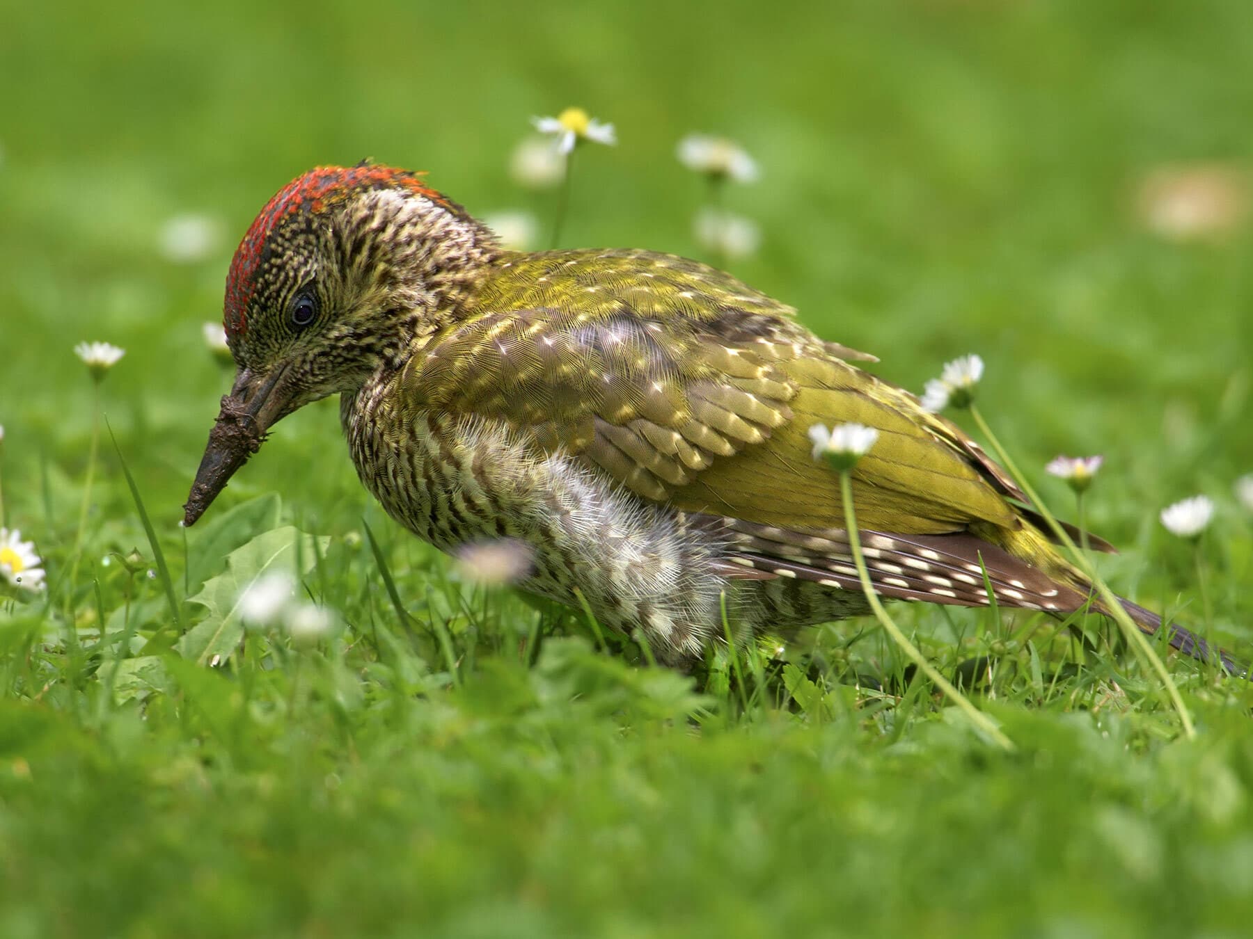 Juvenile European Green Woodpecker