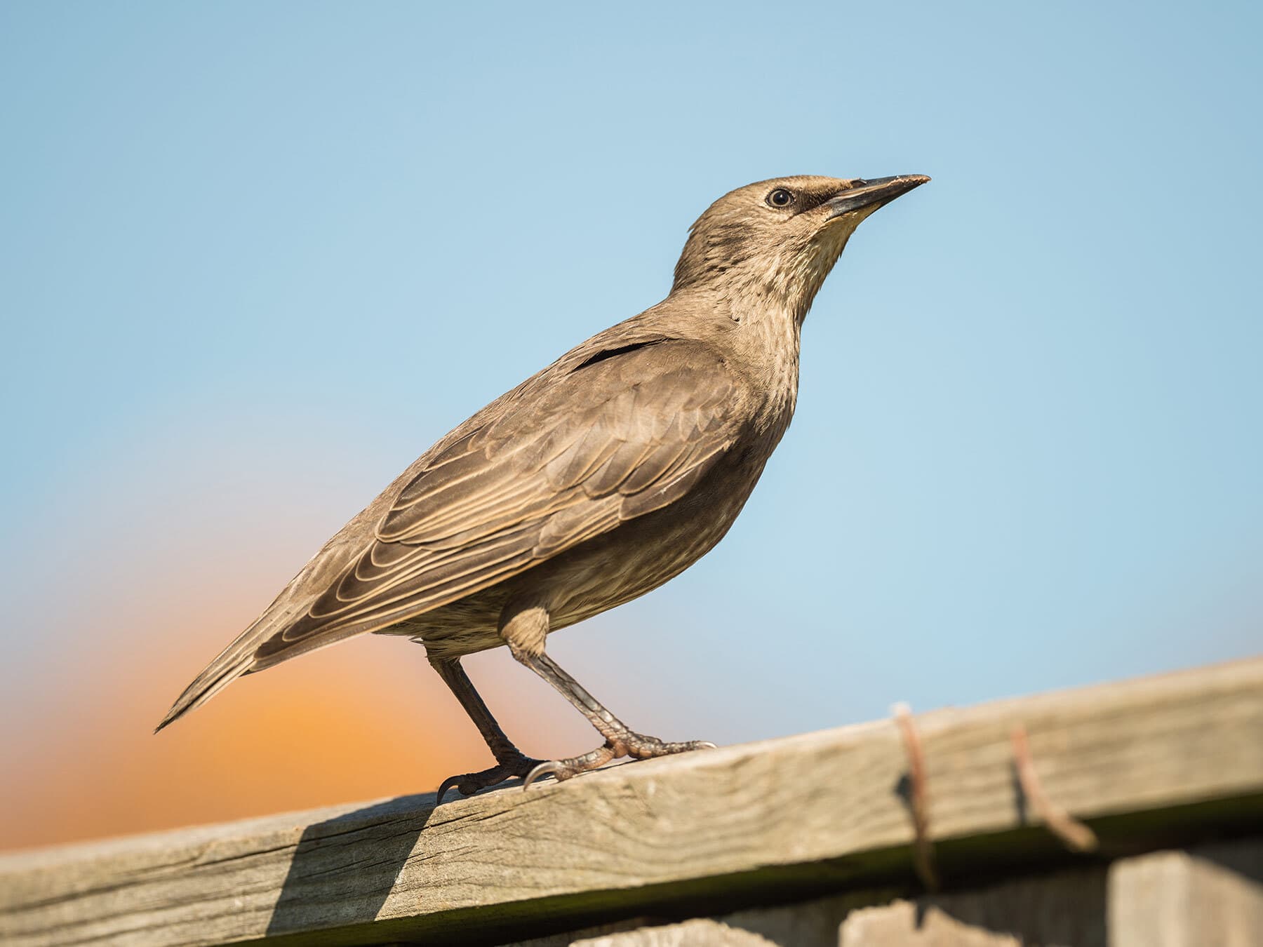 Juvenile european starling