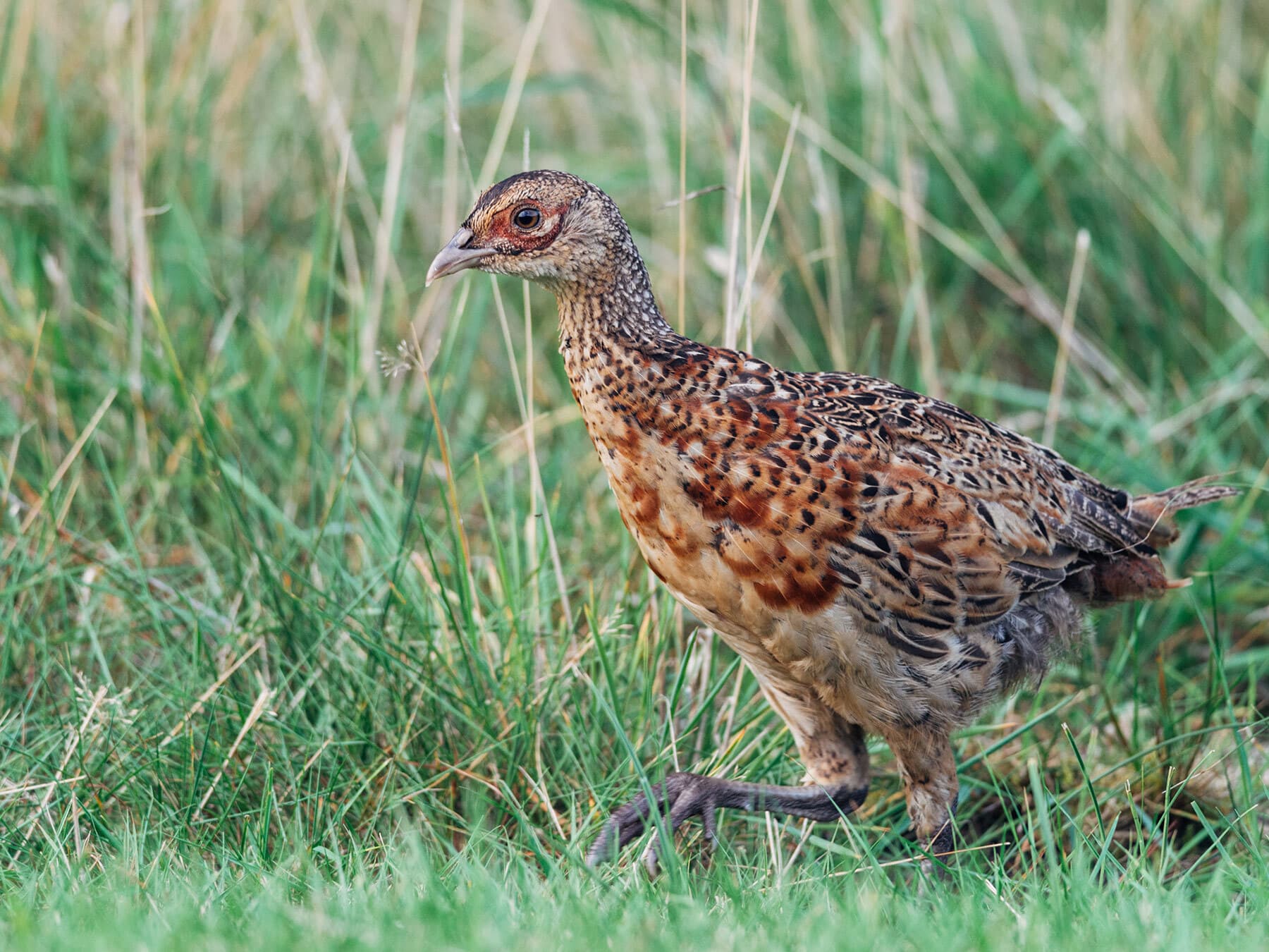 Juvenile female pheasant