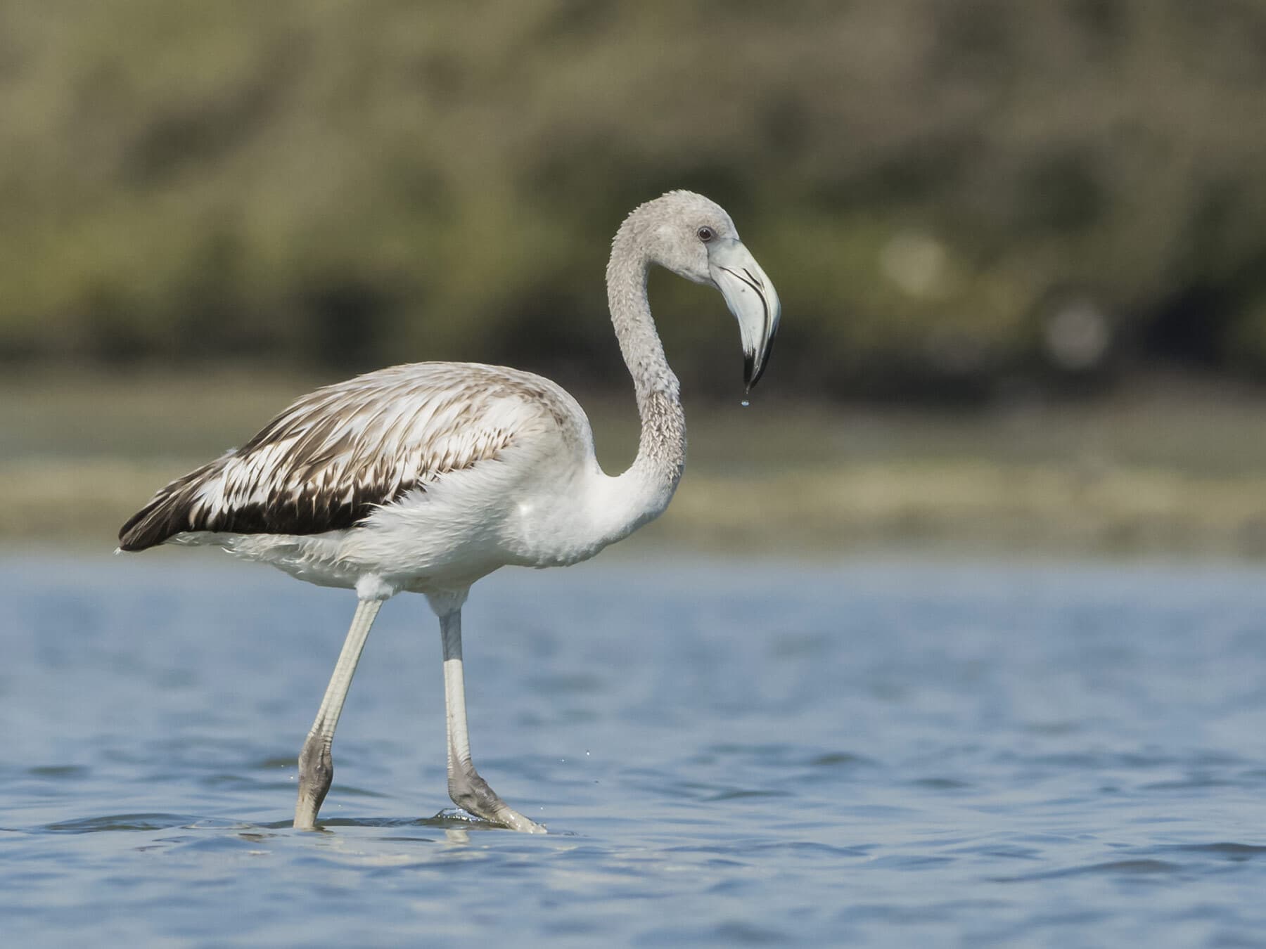 Juvenile flamingo