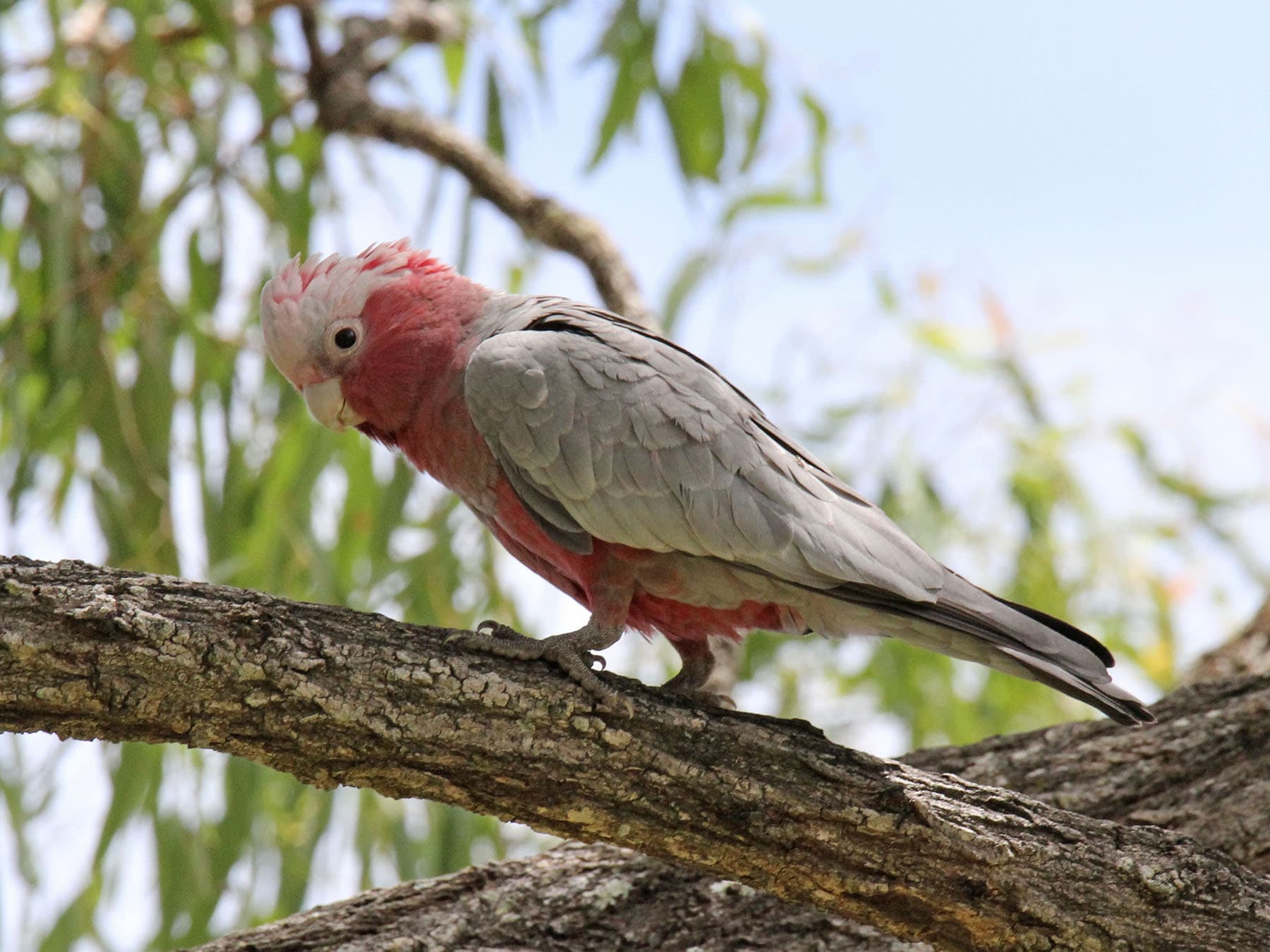 Juvenile Galah