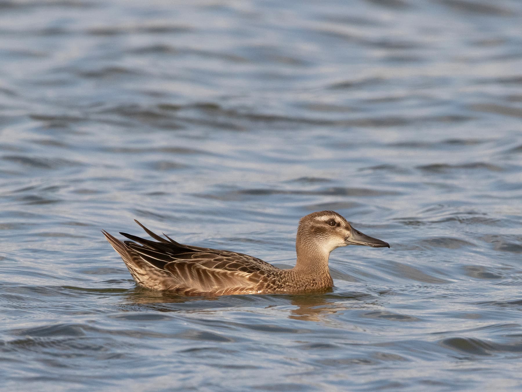 Juvenile Garganey
