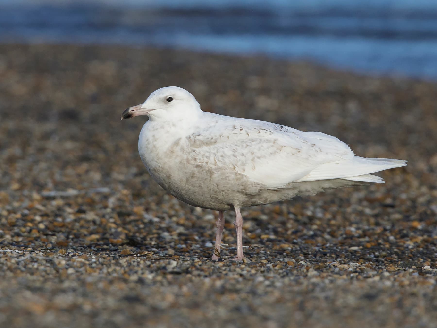 Juvenile Glaucous Gull first summer